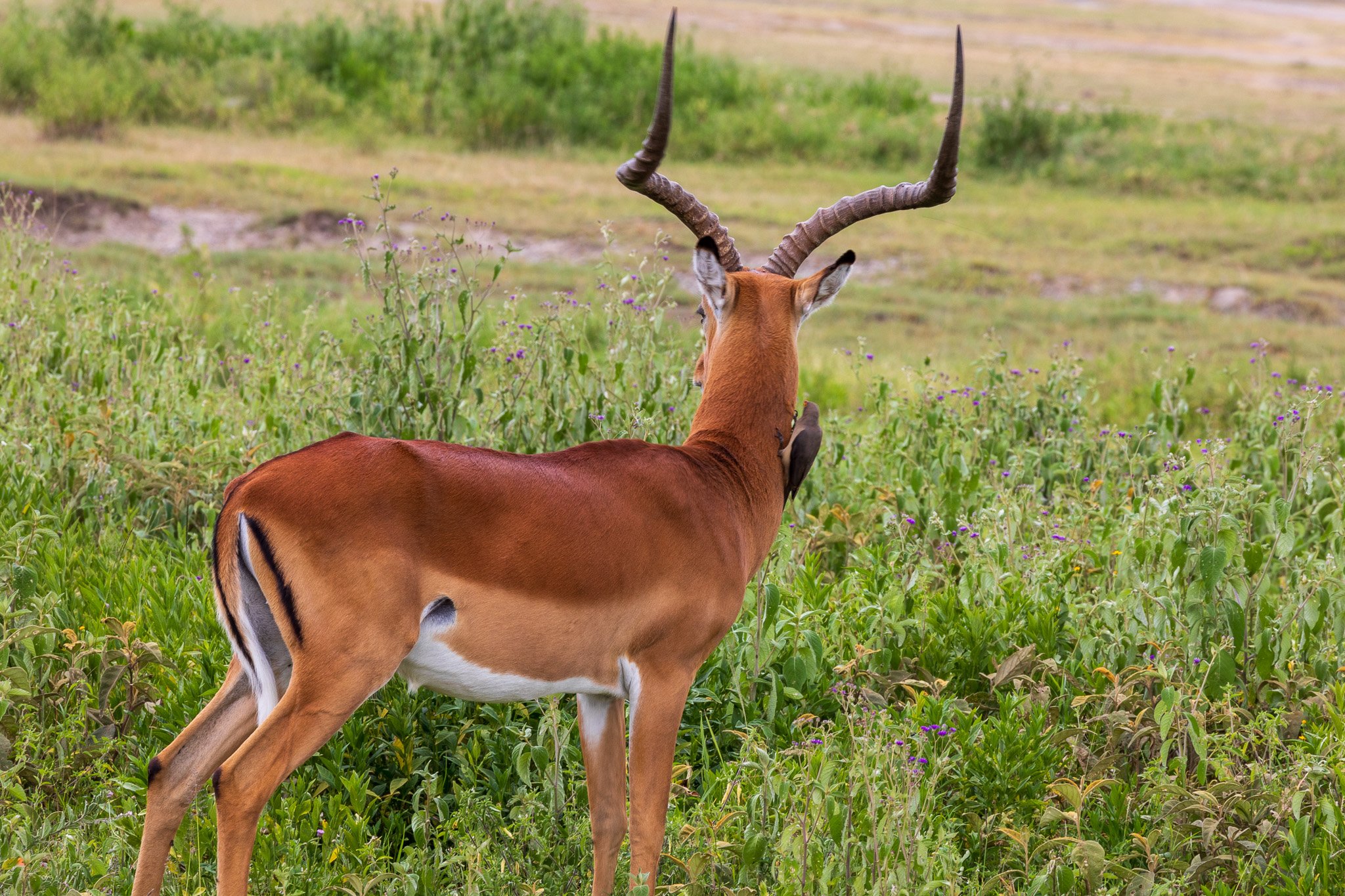 tanz19feb24serengeti182.jpg