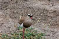 tanz19feb24serengeti189_small.jpg