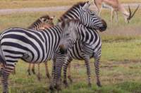 tanz19feb24serengeti193_small.jpg