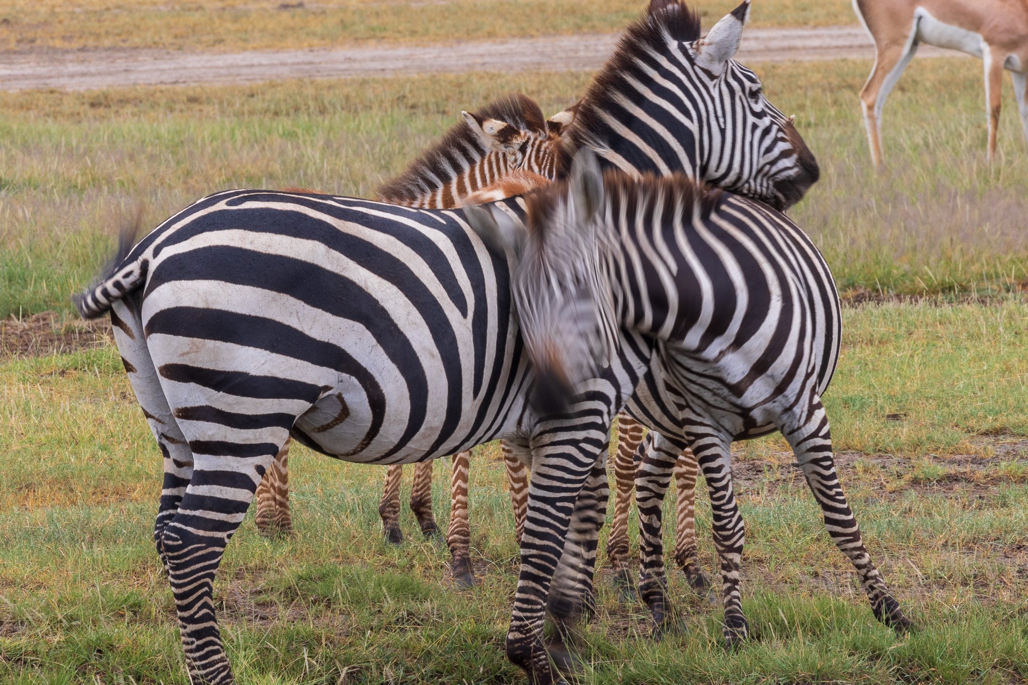 tanz19feb24serengeti194.jpg