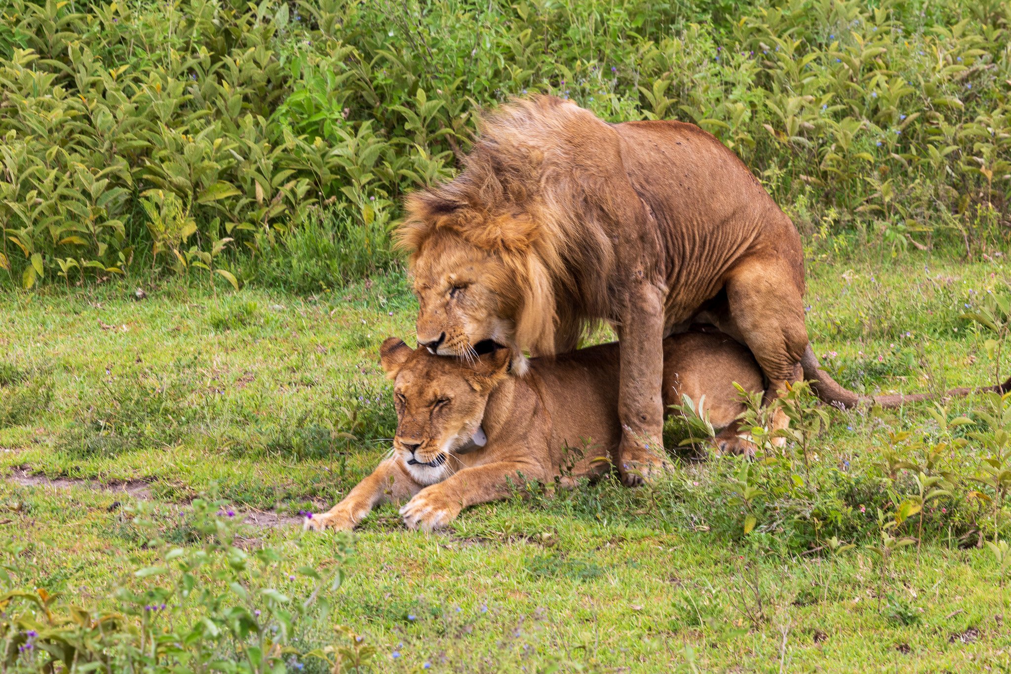 tanz19feb24serengeti195.jpg