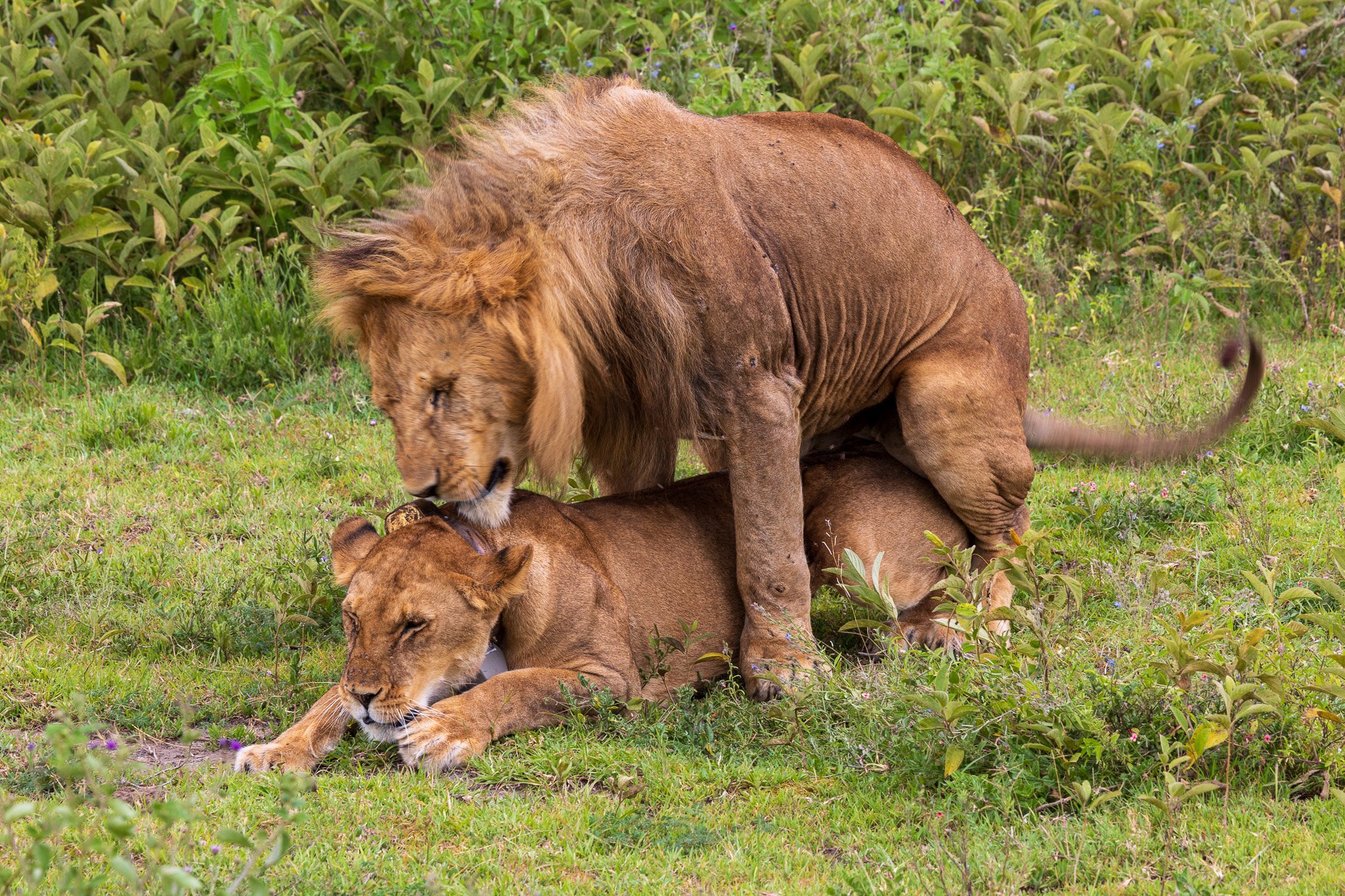 tanz19feb24serengeti197.jpg