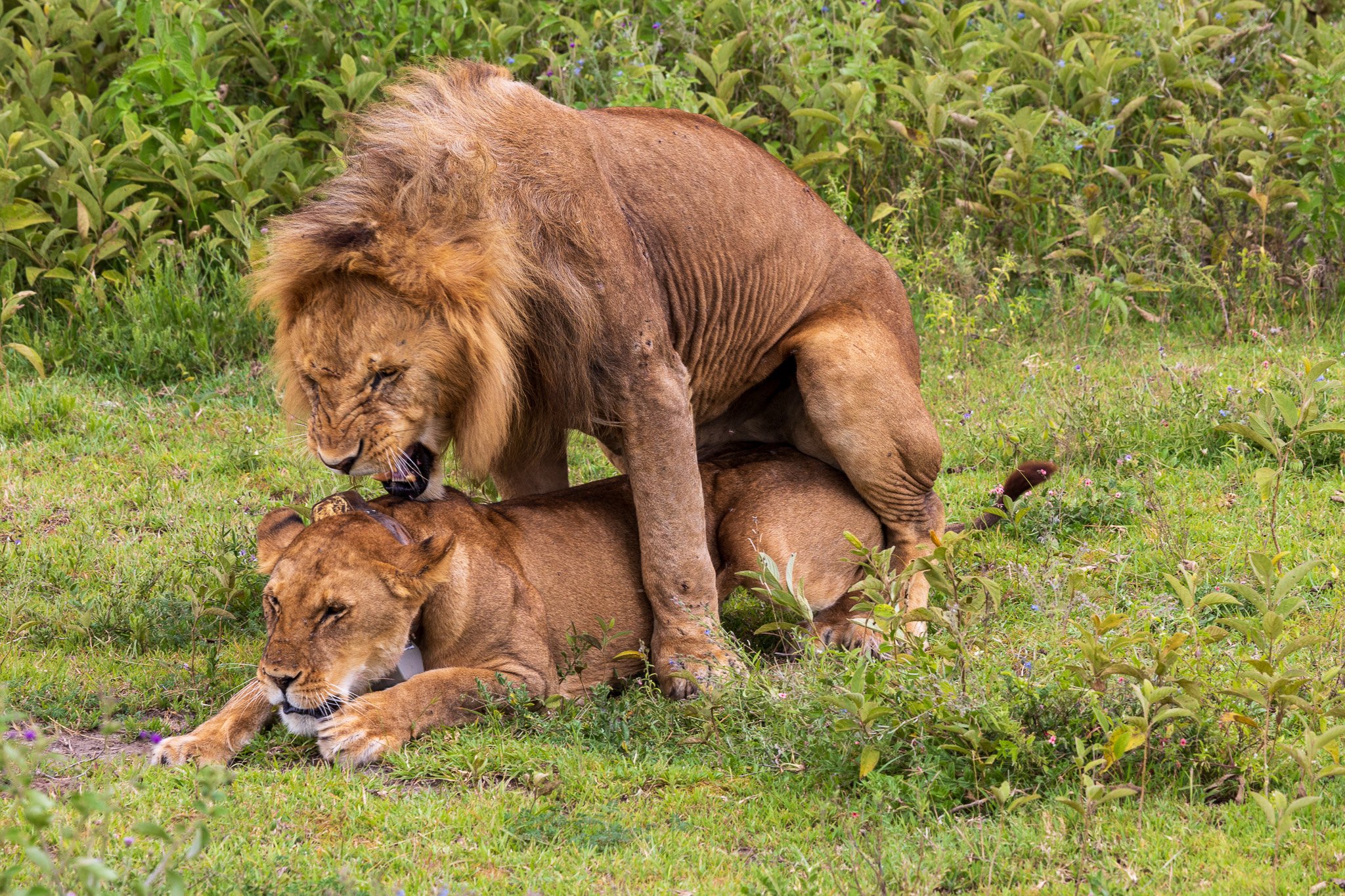 tanz19feb24serengeti199.jpg