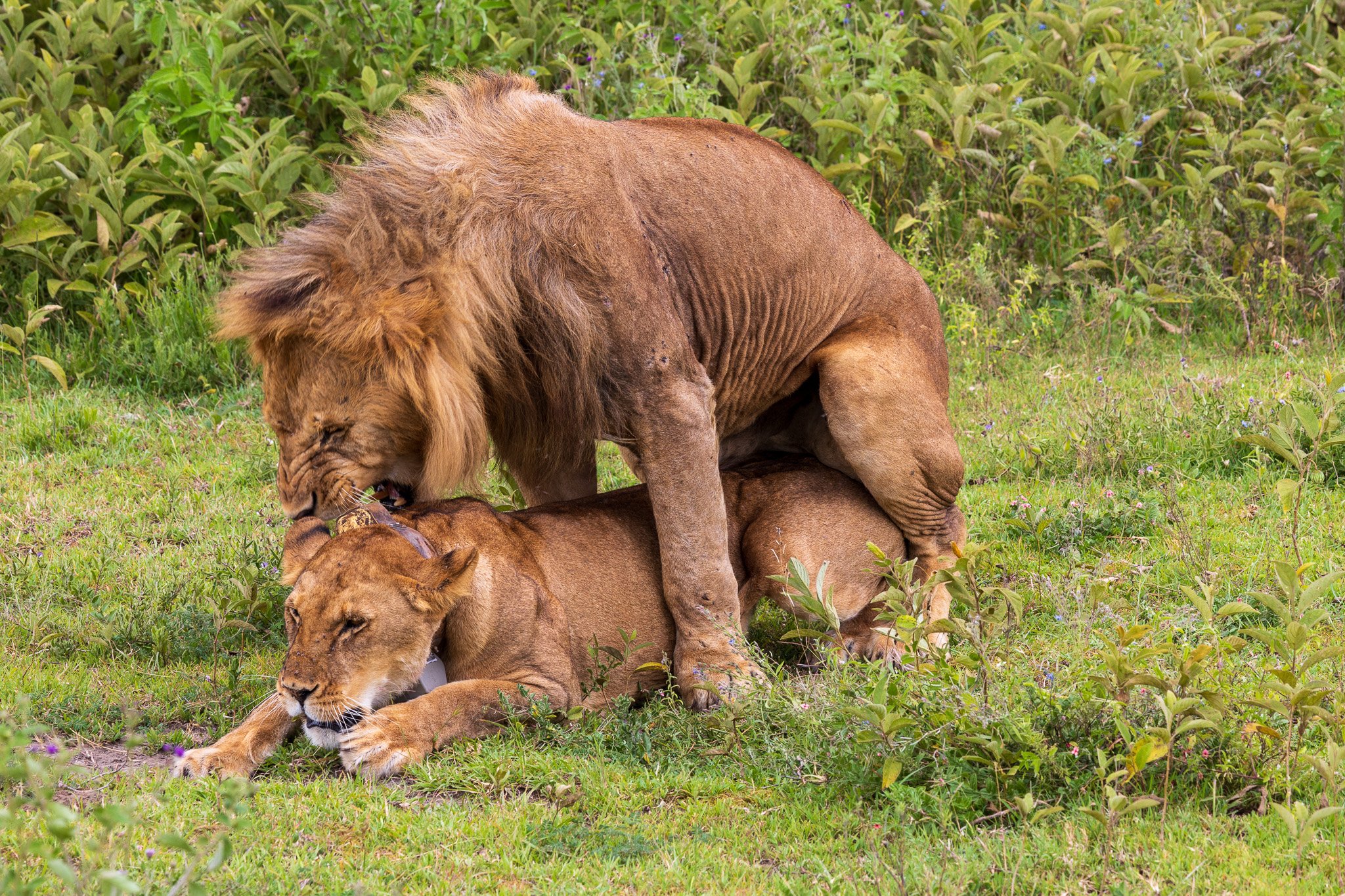 tanz19feb24serengeti200.jpg