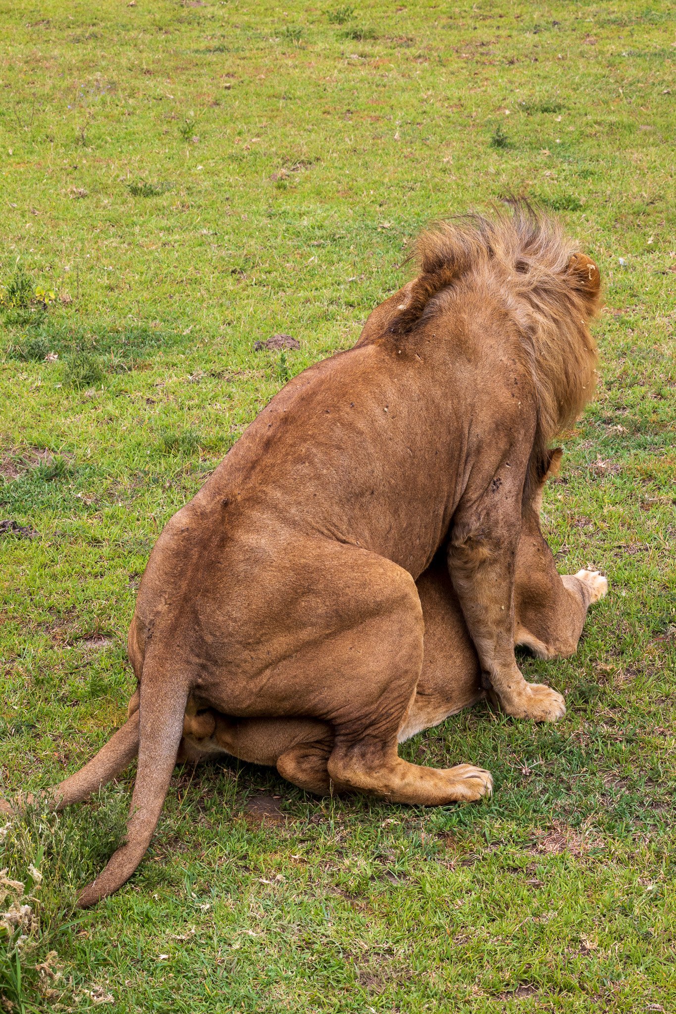 tanz19feb24serengeti202.jpg