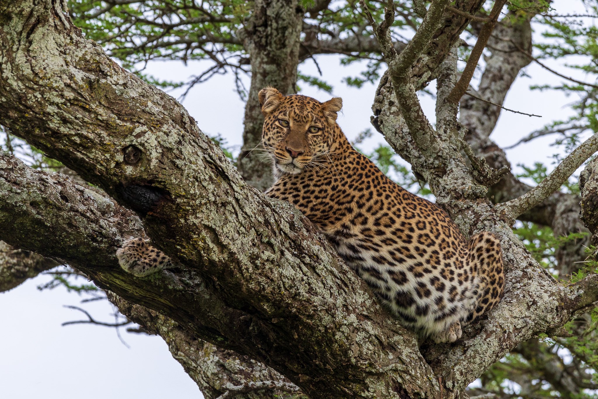 tanz19feb24serengeti215.jpg