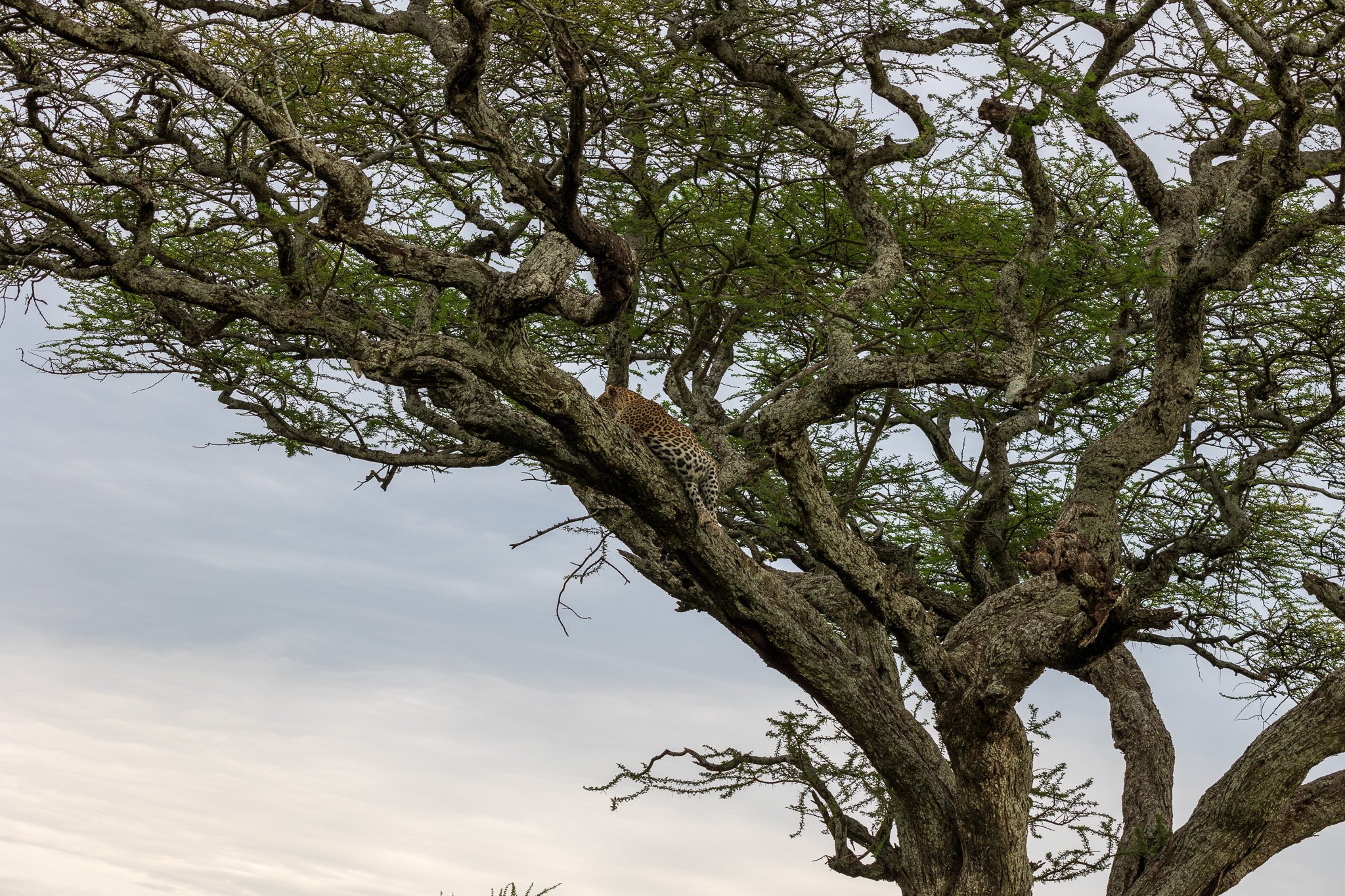 tanz19feb24serengeti217.jpg