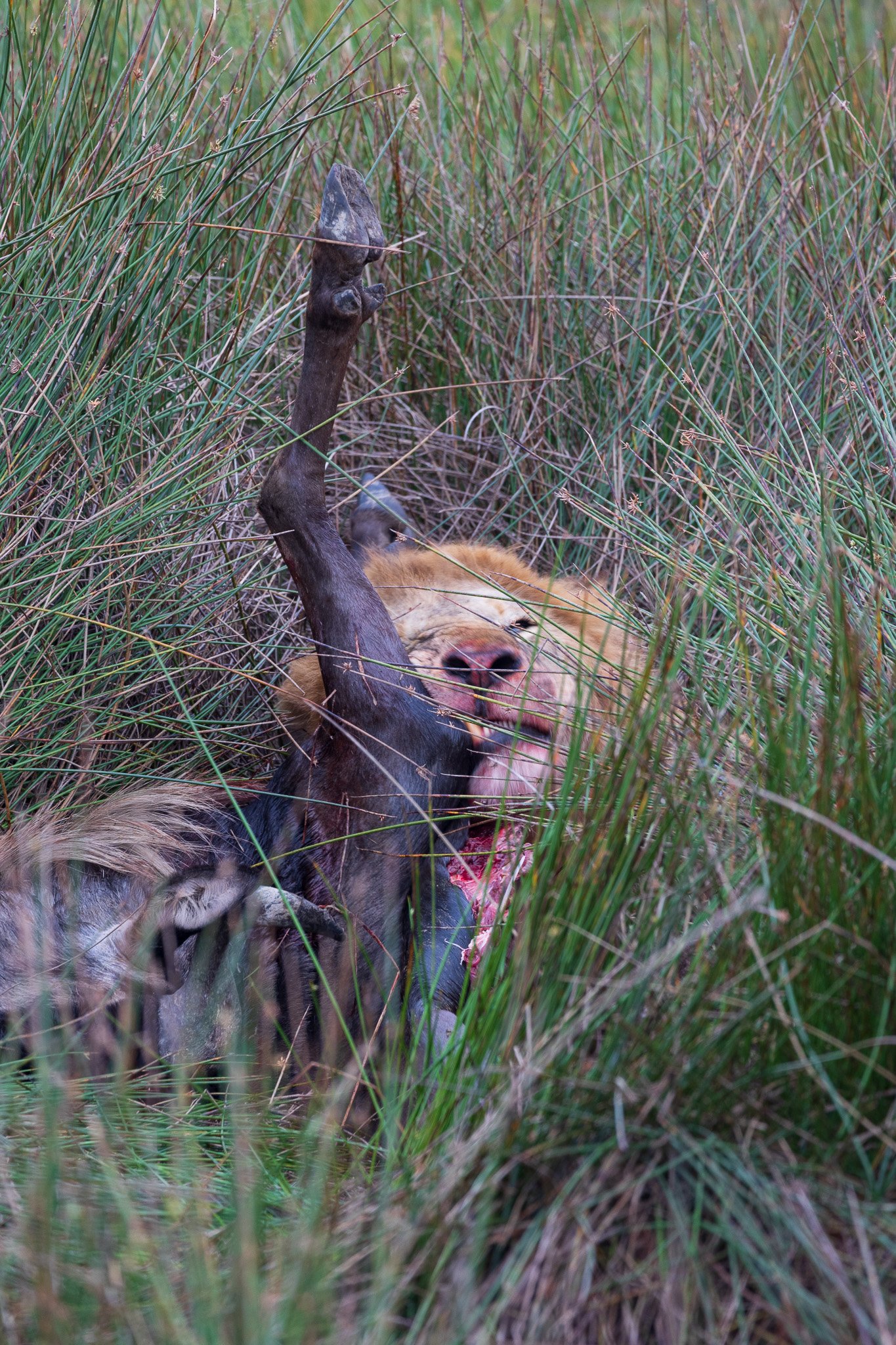 tanz19feb24serengeti29.jpg