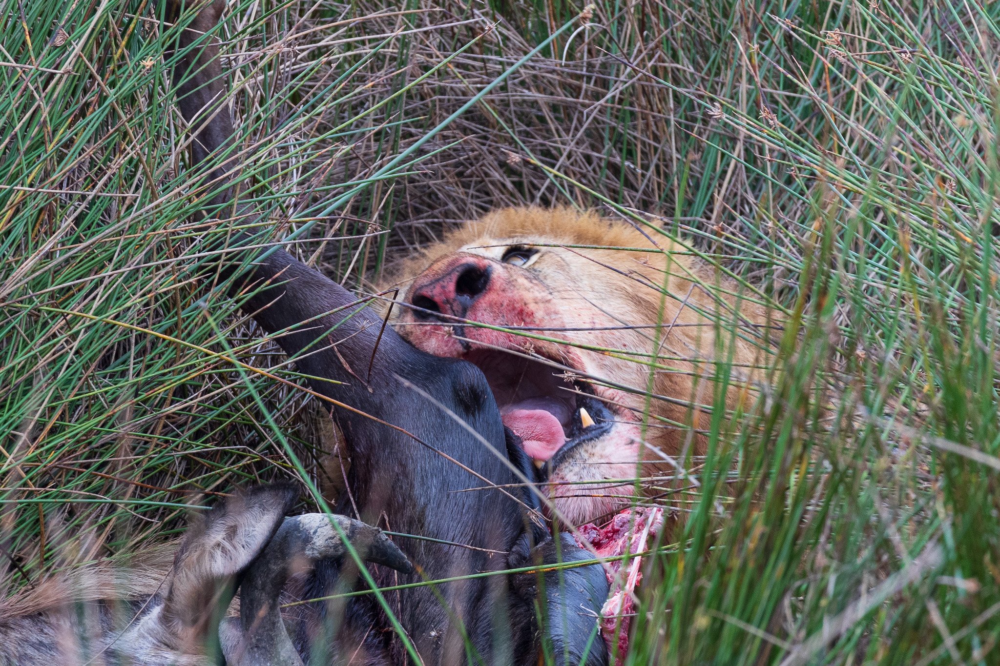 tanz19feb24serengeti32.jpg