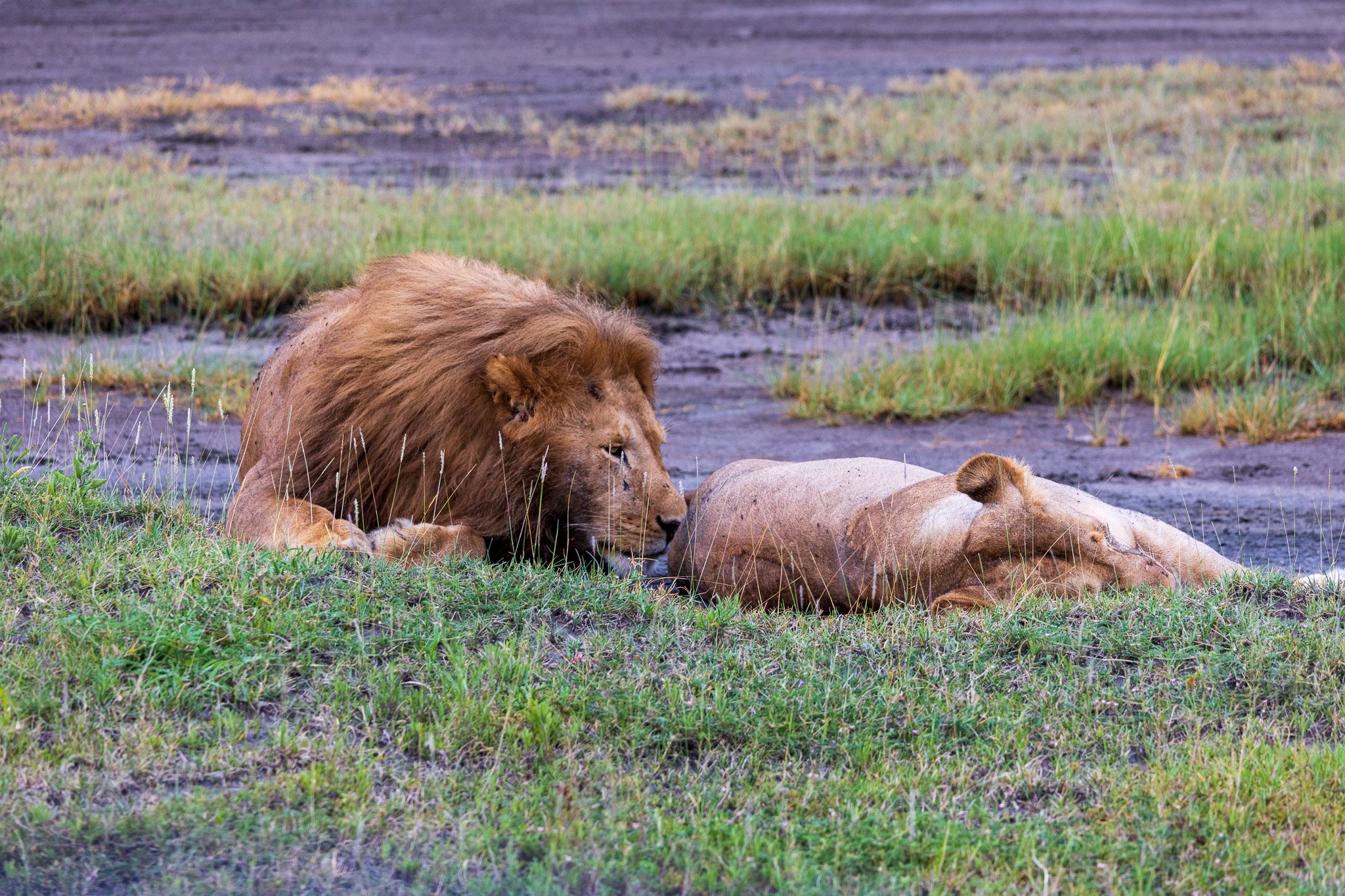 tanz19feb24serengeti42.jpg