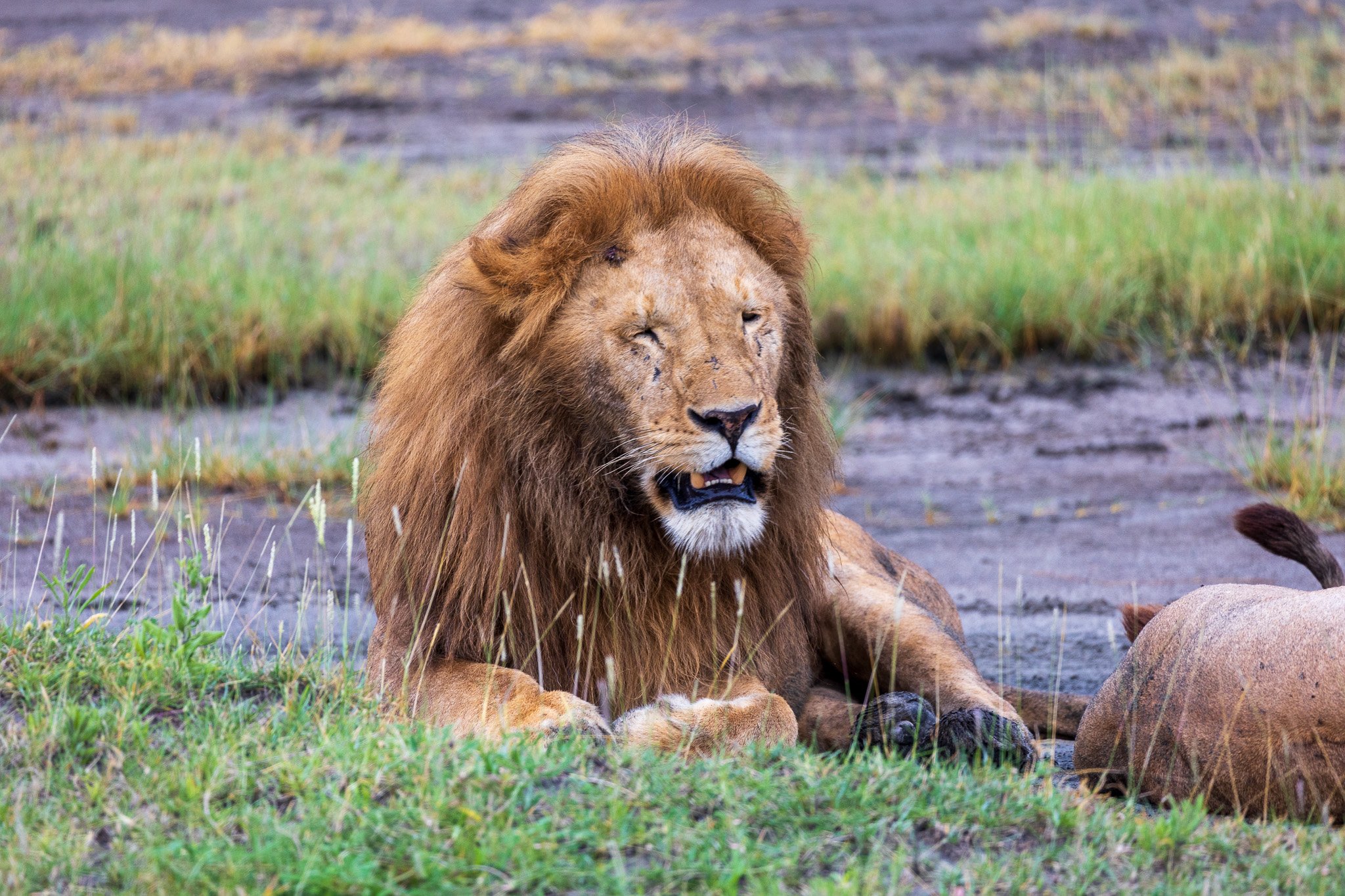 tanz19feb24serengeti43.jpg