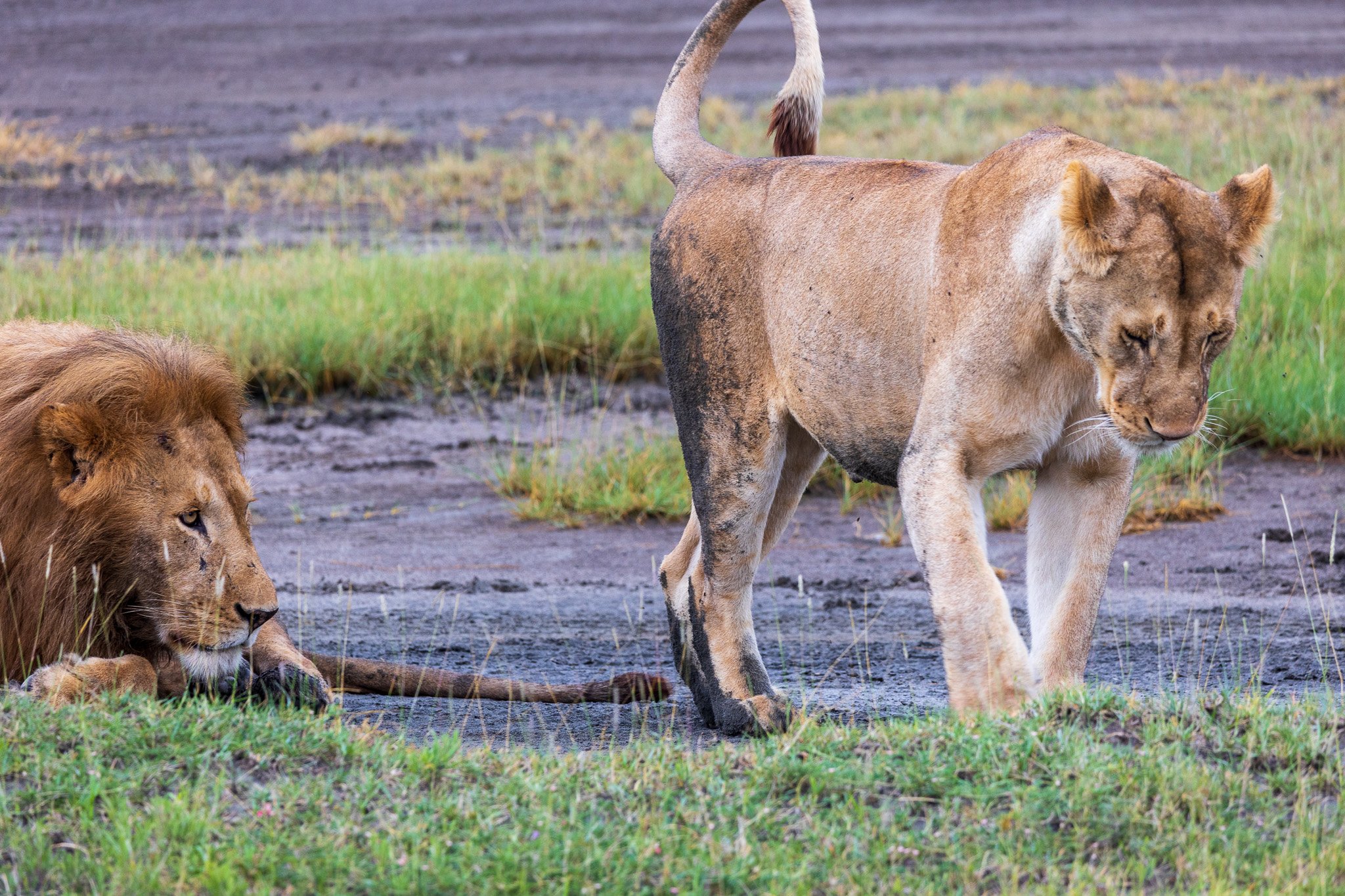 tanz19feb24serengeti45.jpg