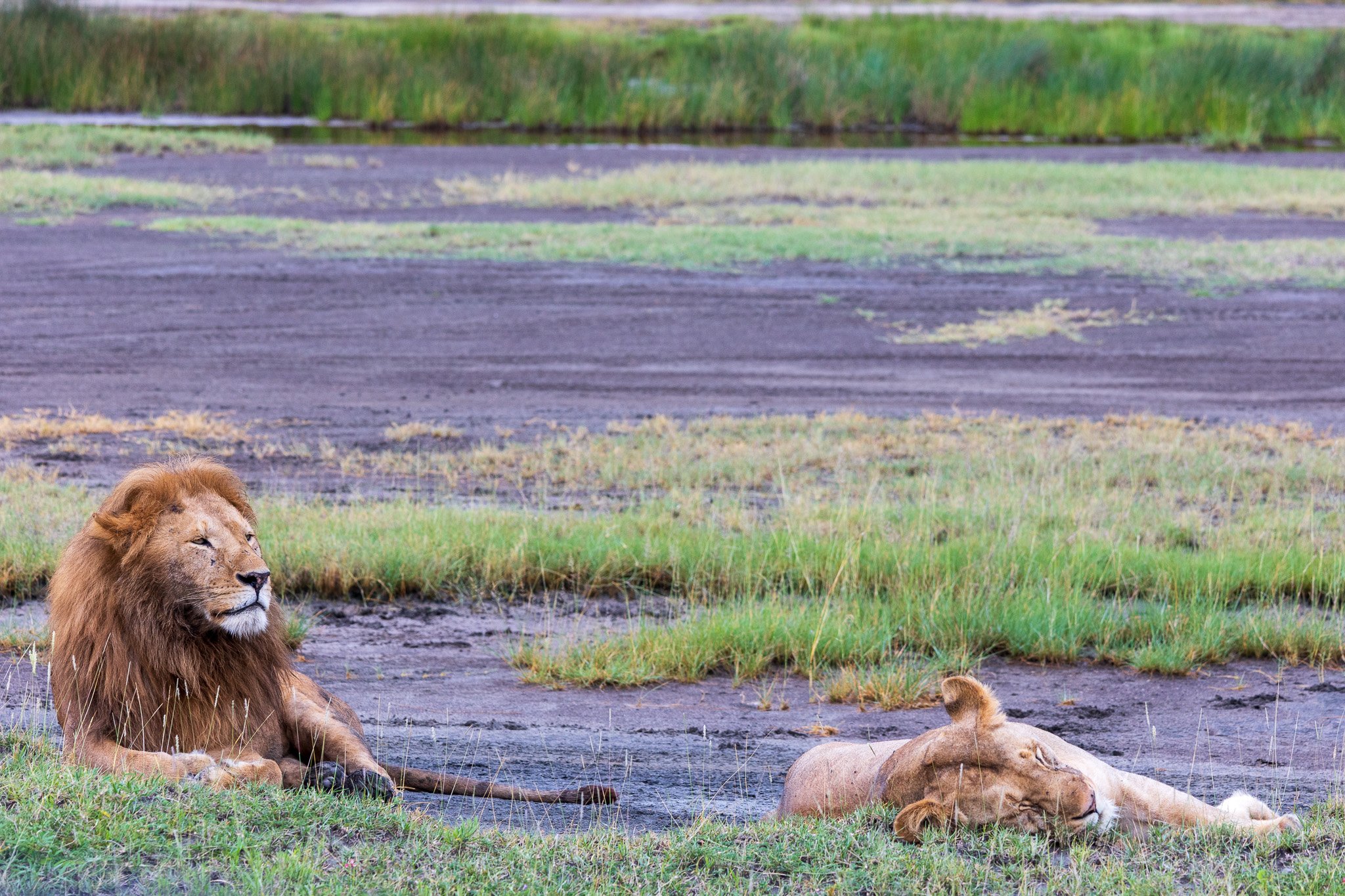 tanz19feb24serengeti46.jpg