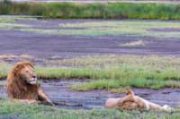 tanz19feb24serengeti46_small.jpg