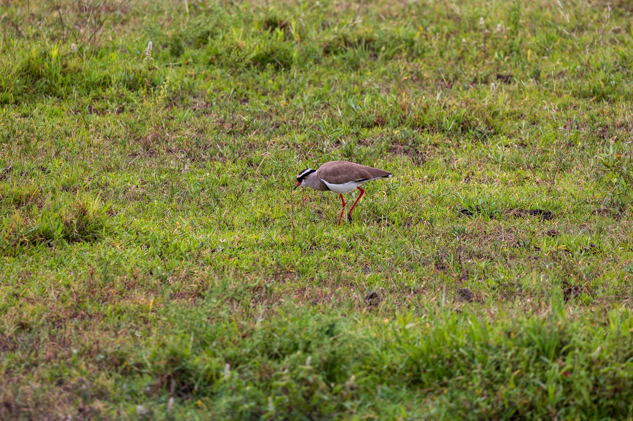 tanz19feb24serengeti56.jpg