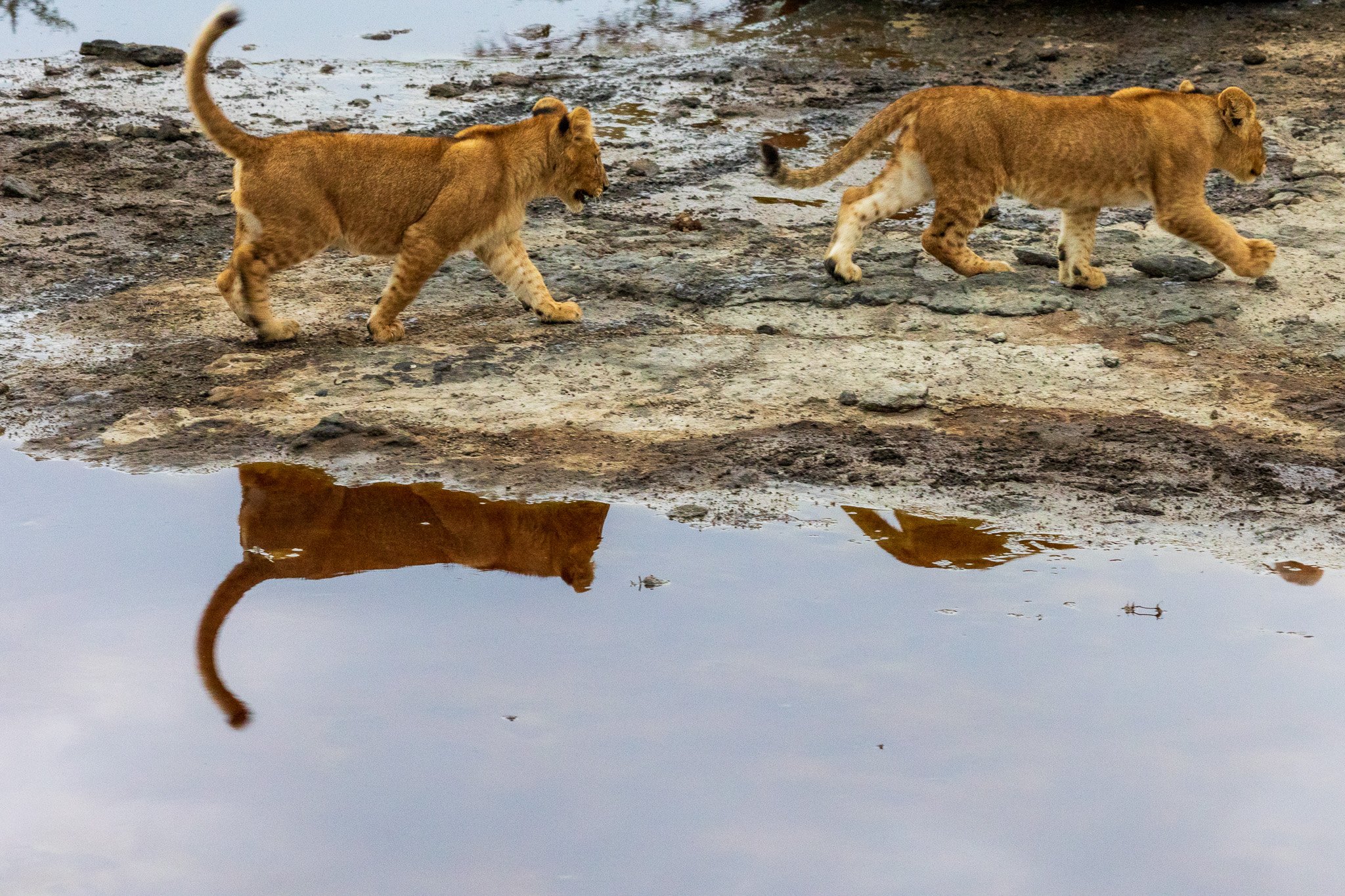 tanz19feb24serengeti6.jpg