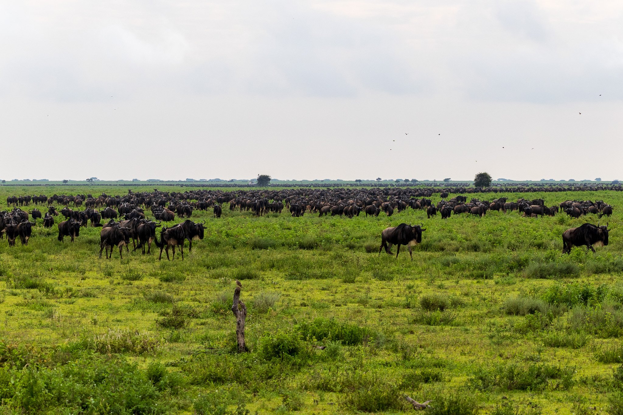 tanz19feb24serengeti69.jpg