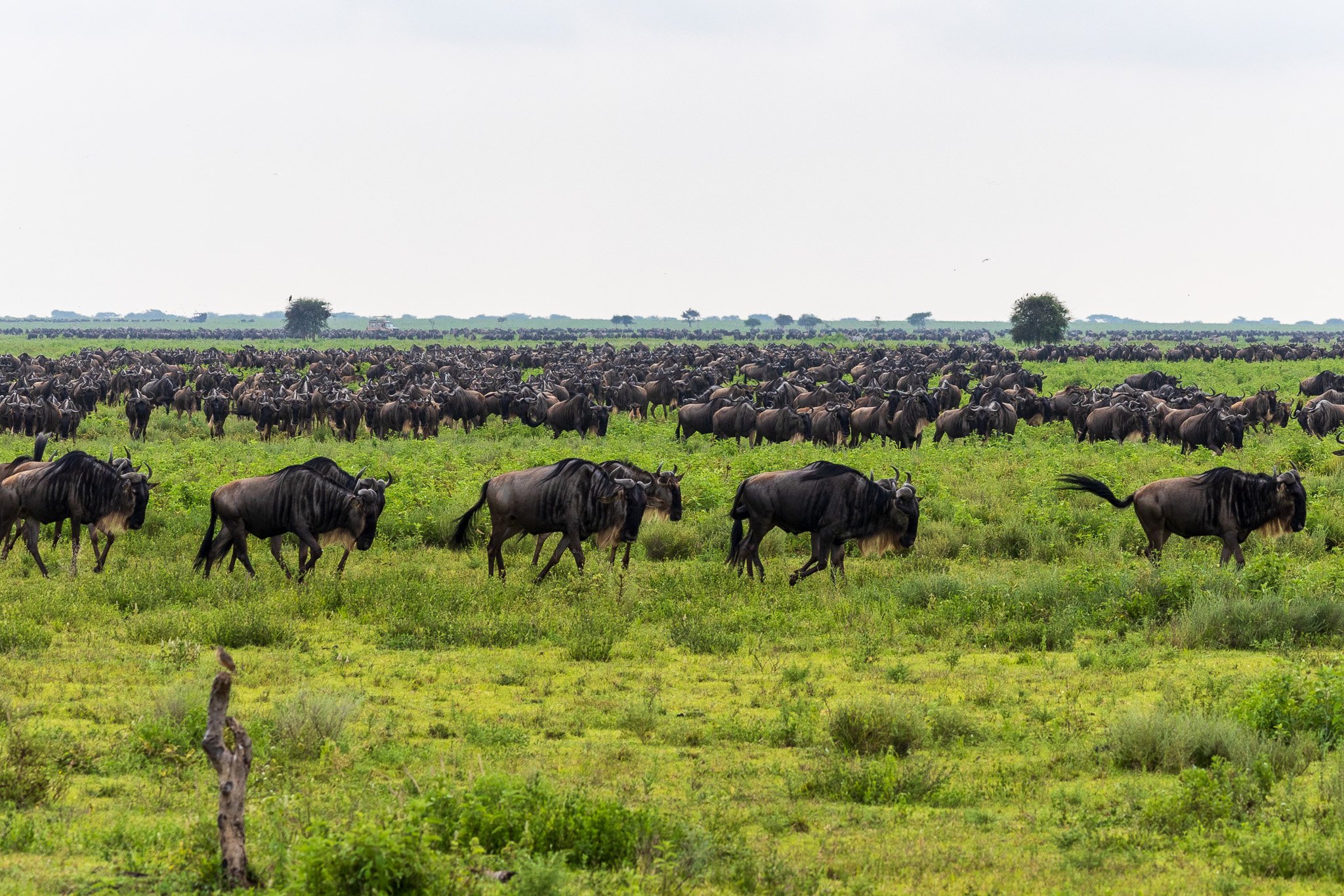 tanz19feb24serengeti71.jpg