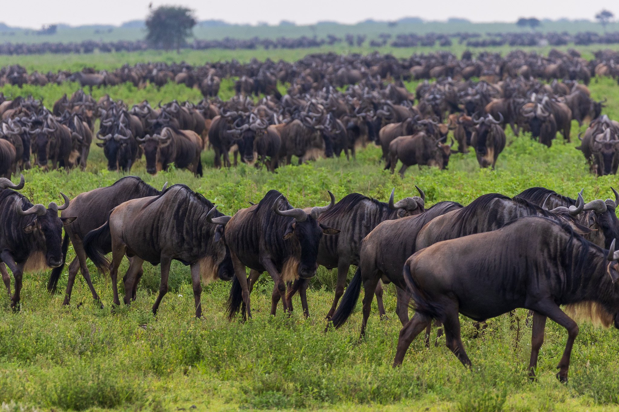 tanz19feb24serengeti74.jpg