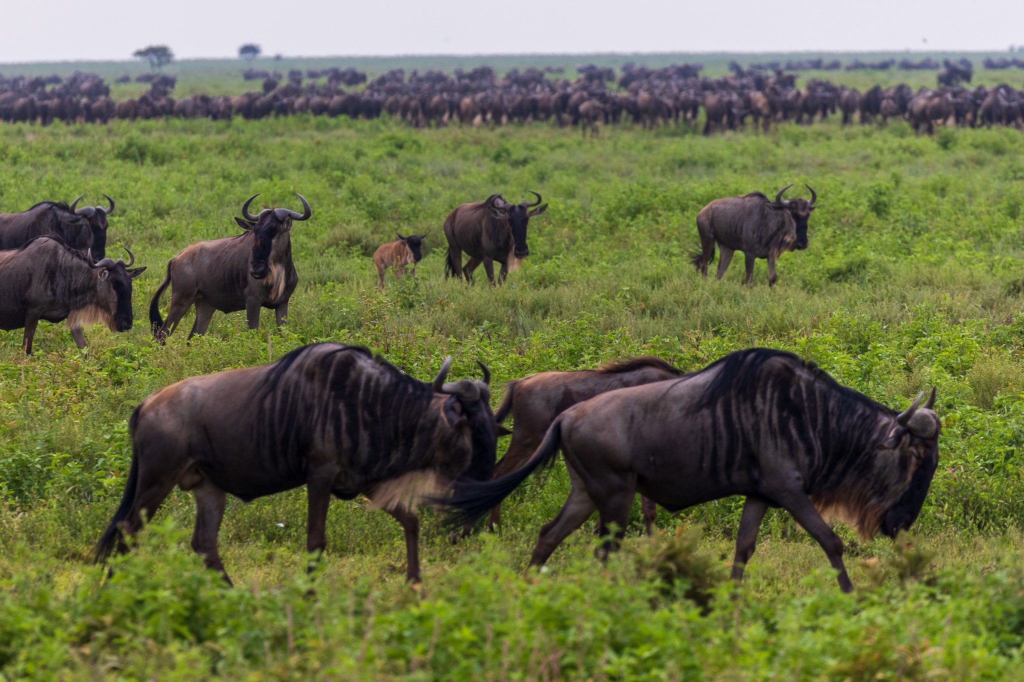 tanz19feb24serengeti75.jpg