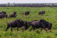 tanz19feb24serengeti75_small.jpg