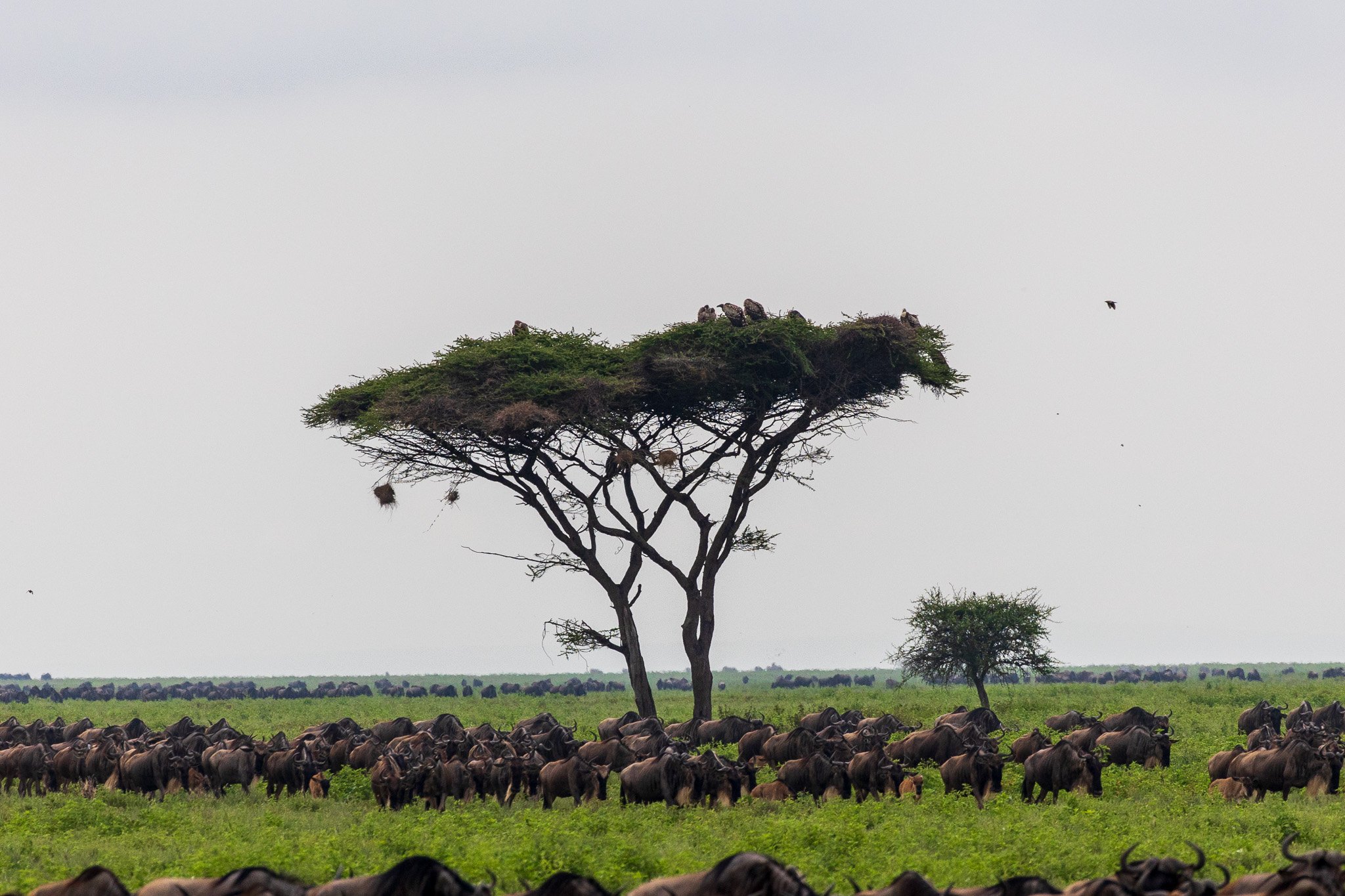 tanz19feb24serengeti78.jpg