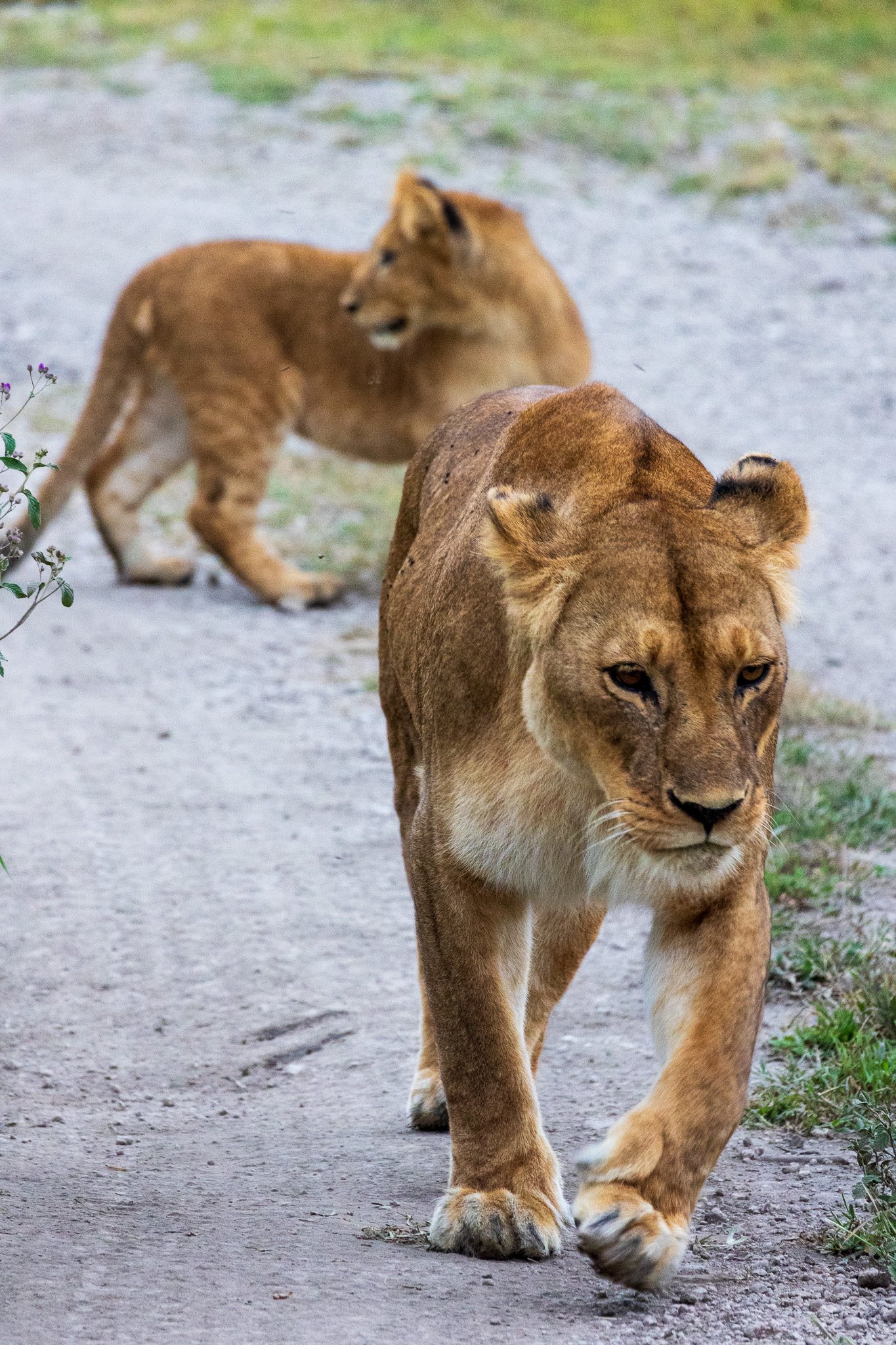 tanz19feb24serengeti8.jpg