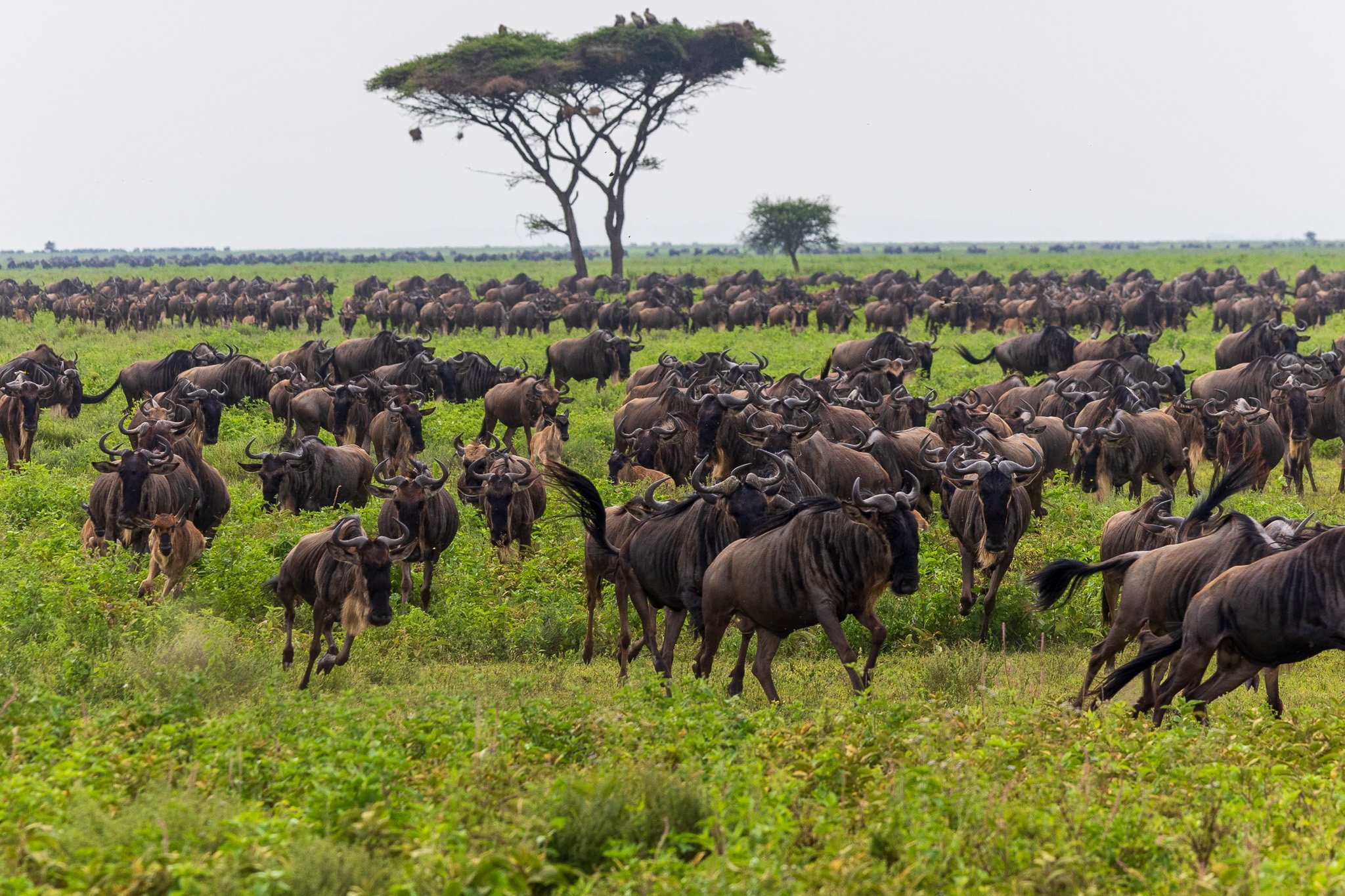 tanz19feb24serengeti80.jpg