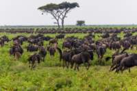 tanz19feb24serengeti80_small.jpg