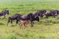 tanz19feb24serengeti81_small.jpg