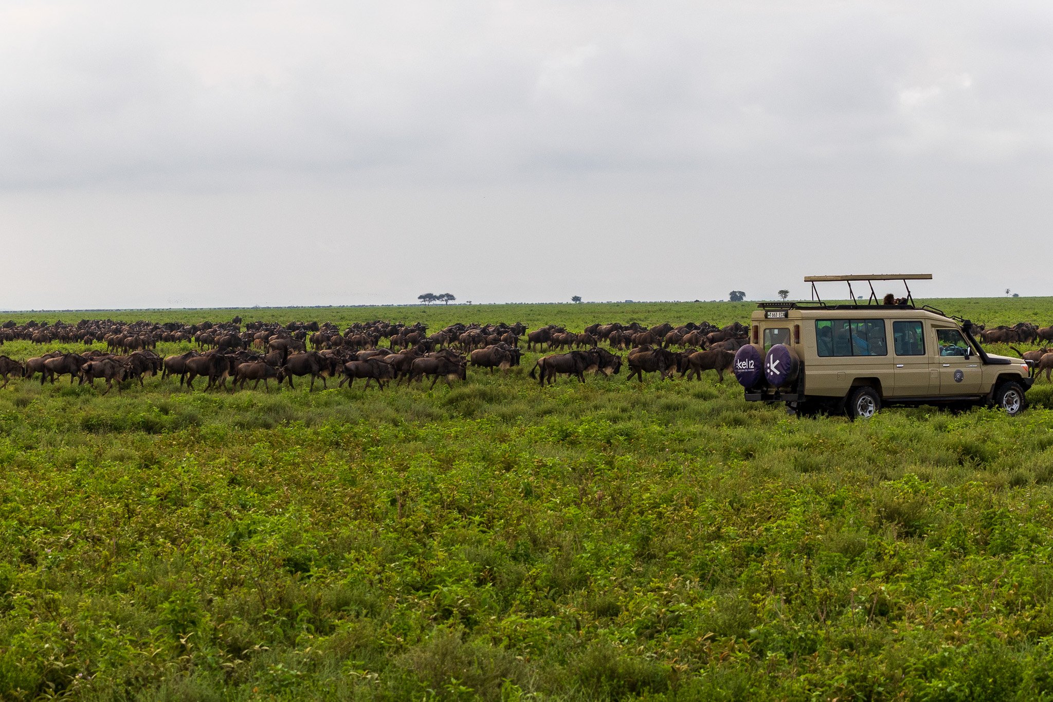 tanz19feb24serengeti83.jpg