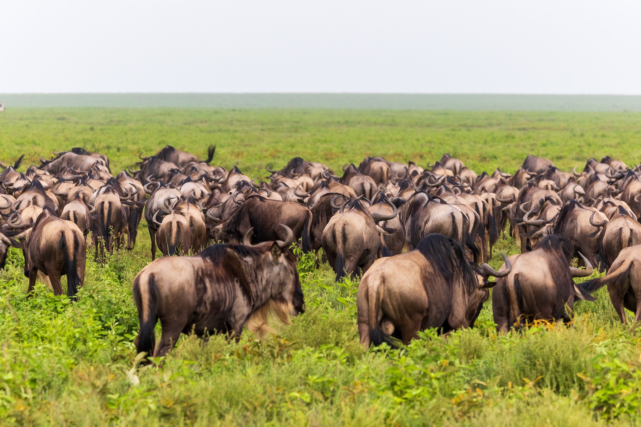 tanz19feb24serengeti85.jpg