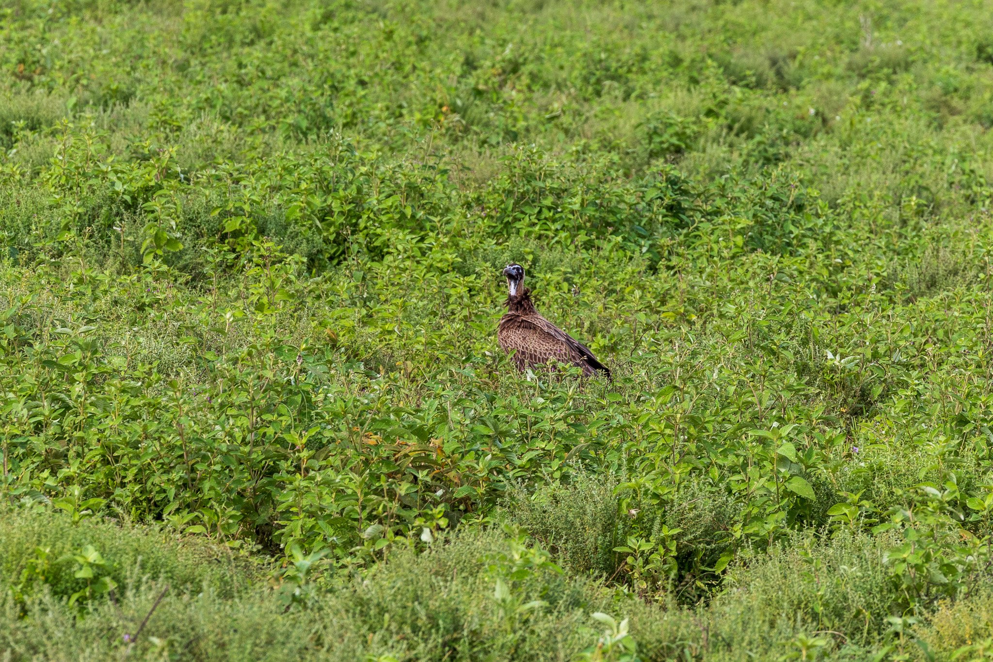 tanz19feb24serengeti86.jpg