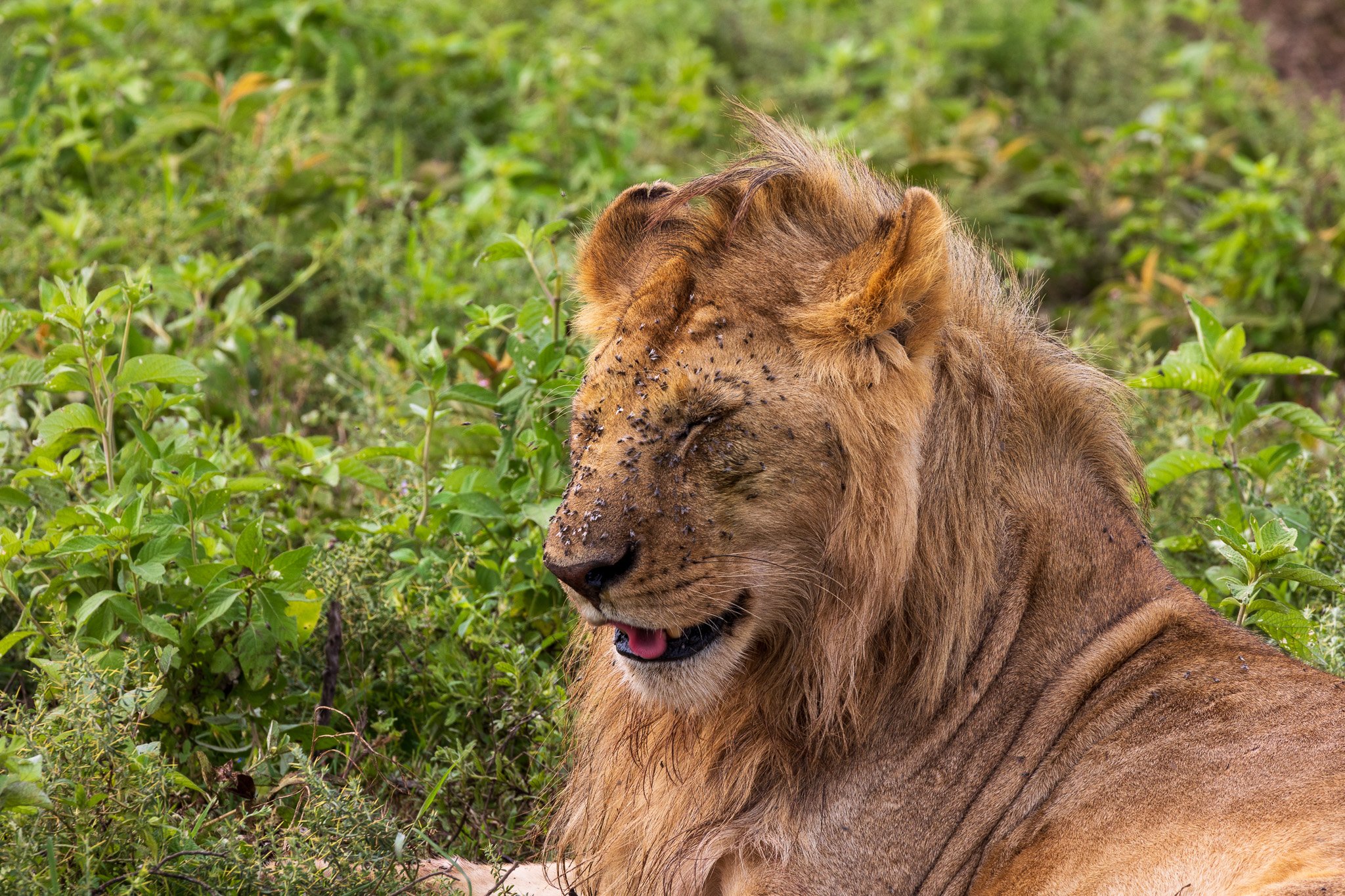 tanz19feb24serengeti92.jpg