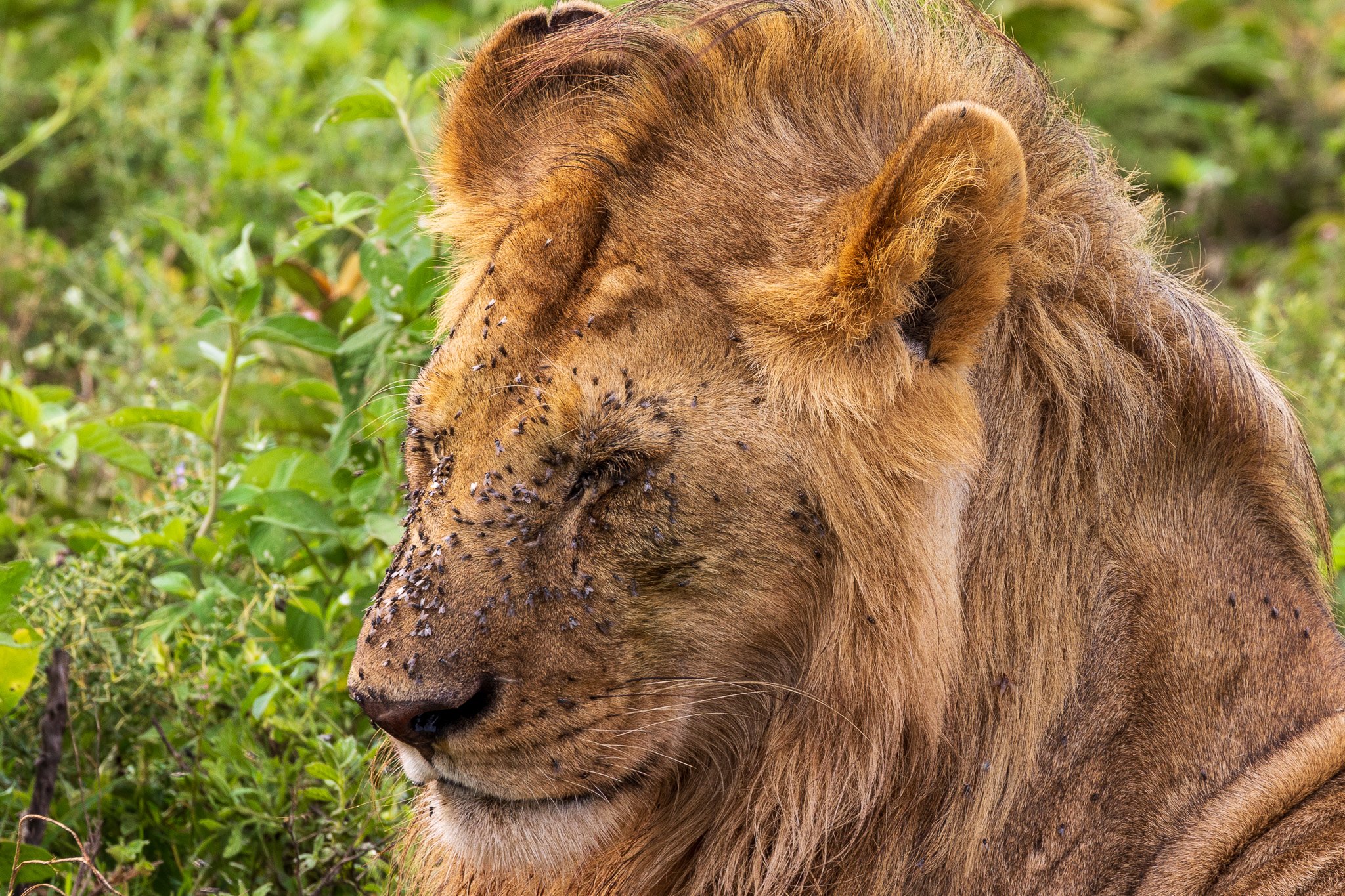 tanz19feb24serengeti93.jpg