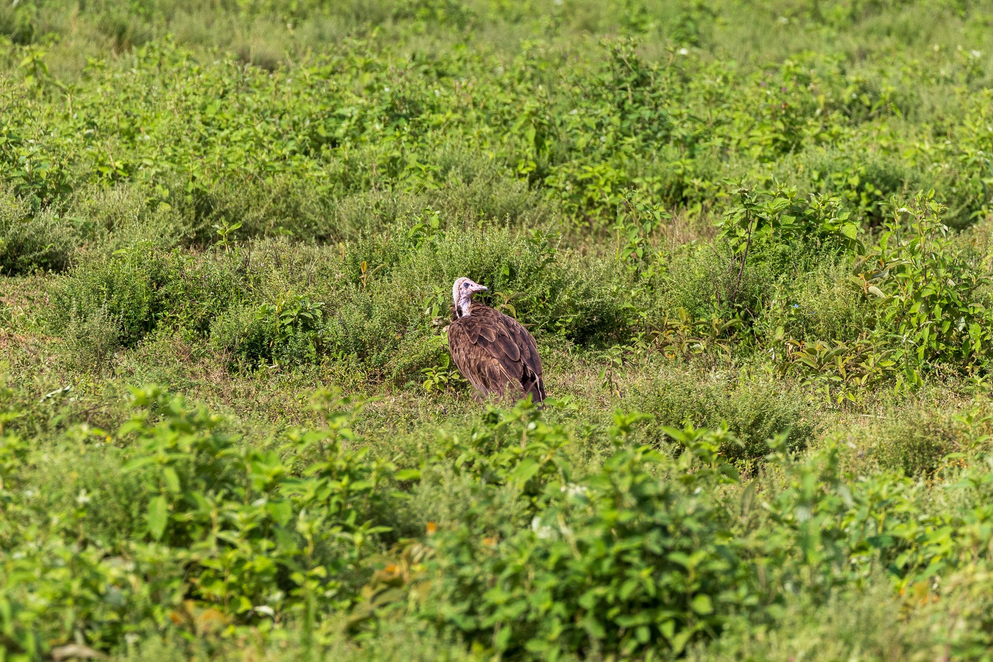 tanz19feb24serengeti99.jpg