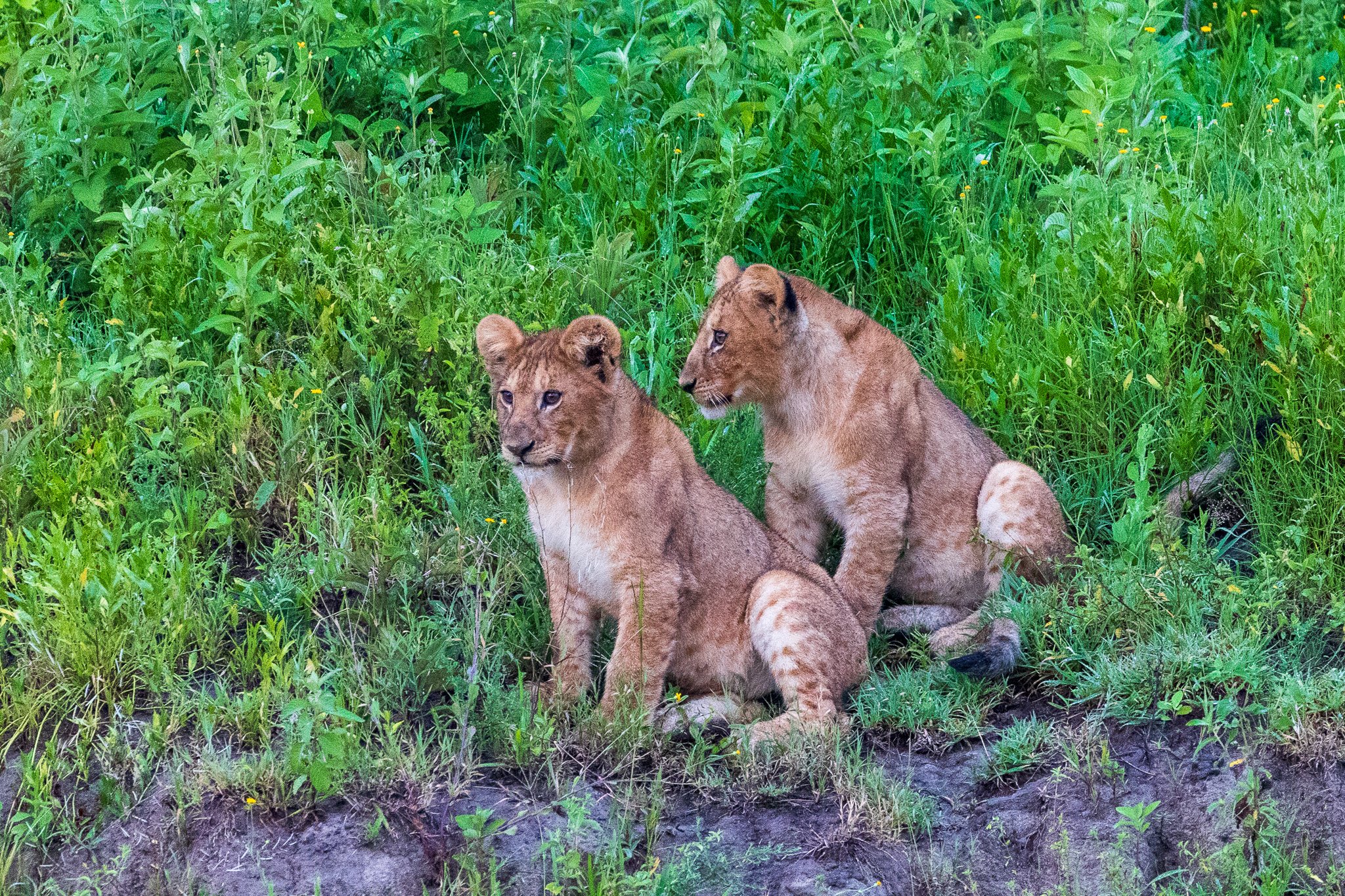 tanz20feb24serengeti.jpg