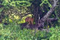 tanz20feb24serengeti11_small.jpg