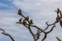 tanz20feb24serengeti128_small.jpg