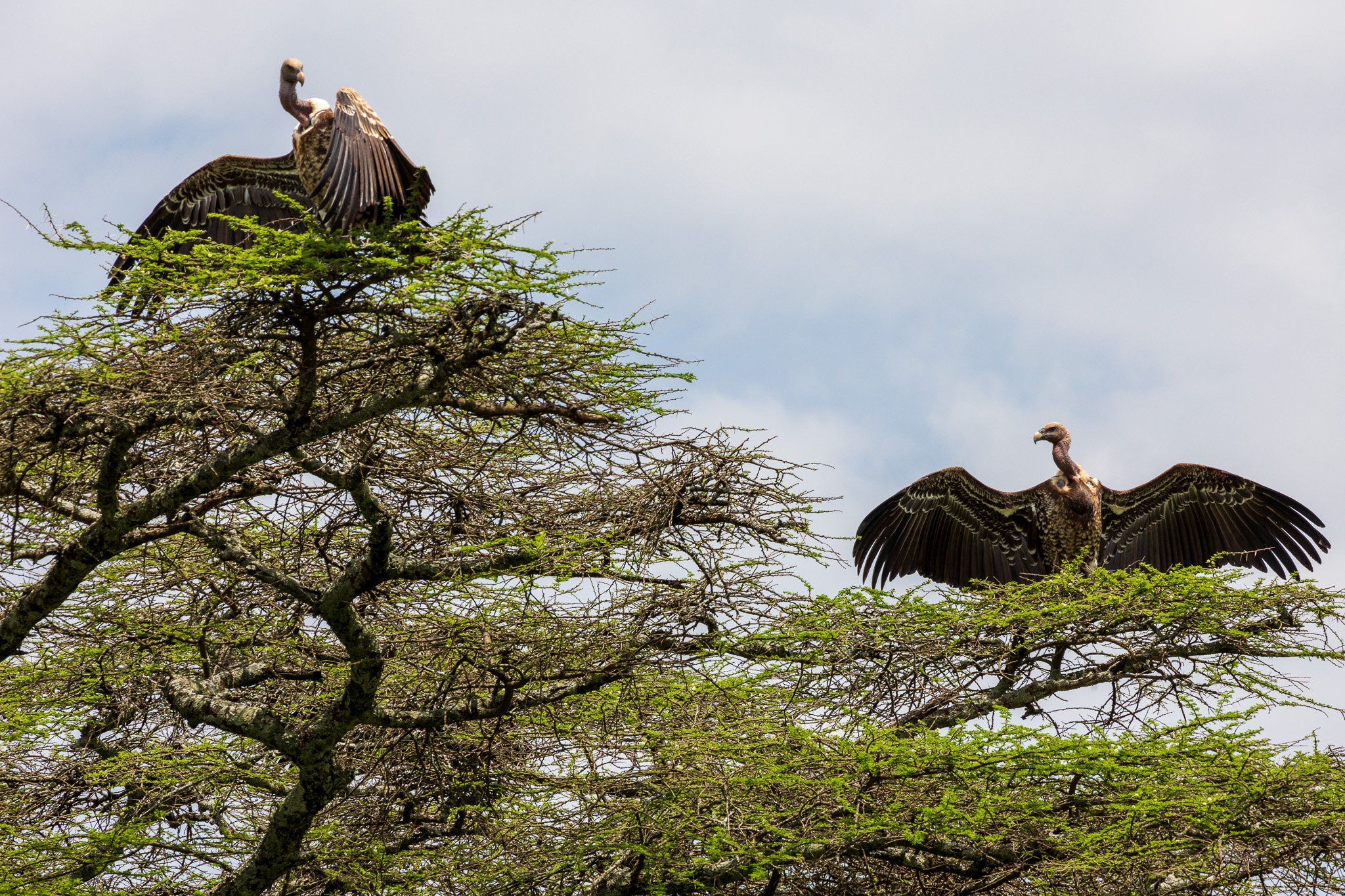 tanz20feb24serengeti134.jpg