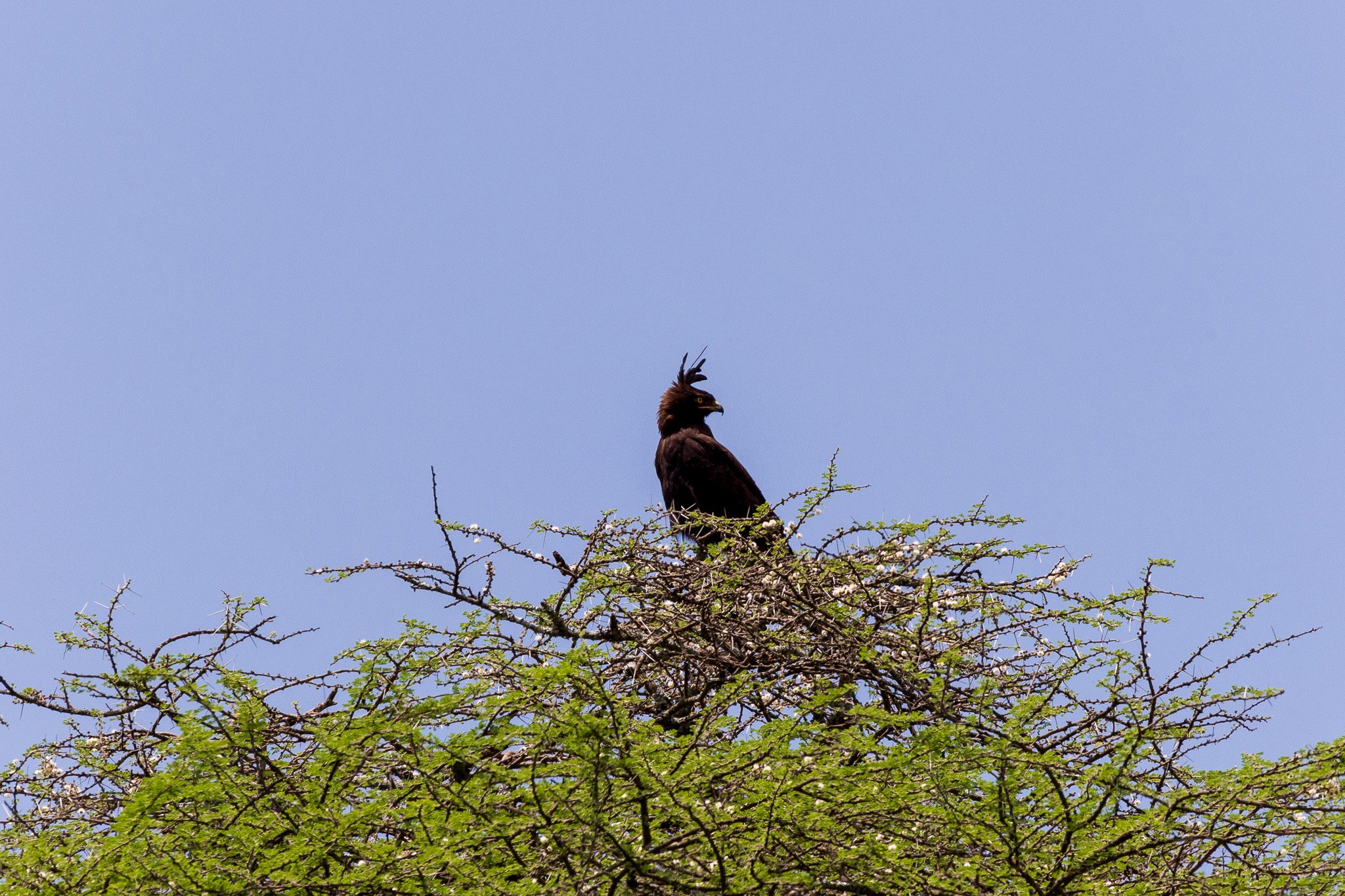 tanz20feb24serengeti142.jpg