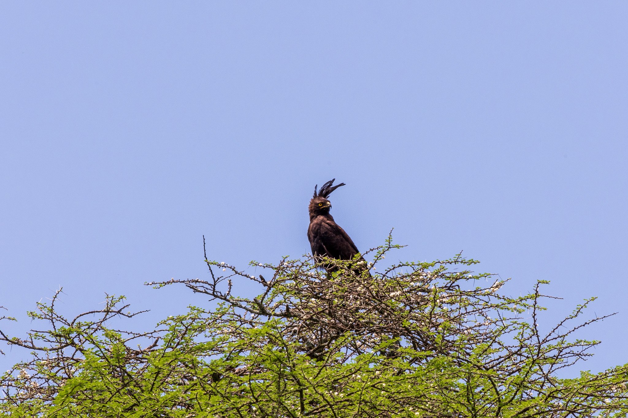 tanz20feb24serengeti143.jpg