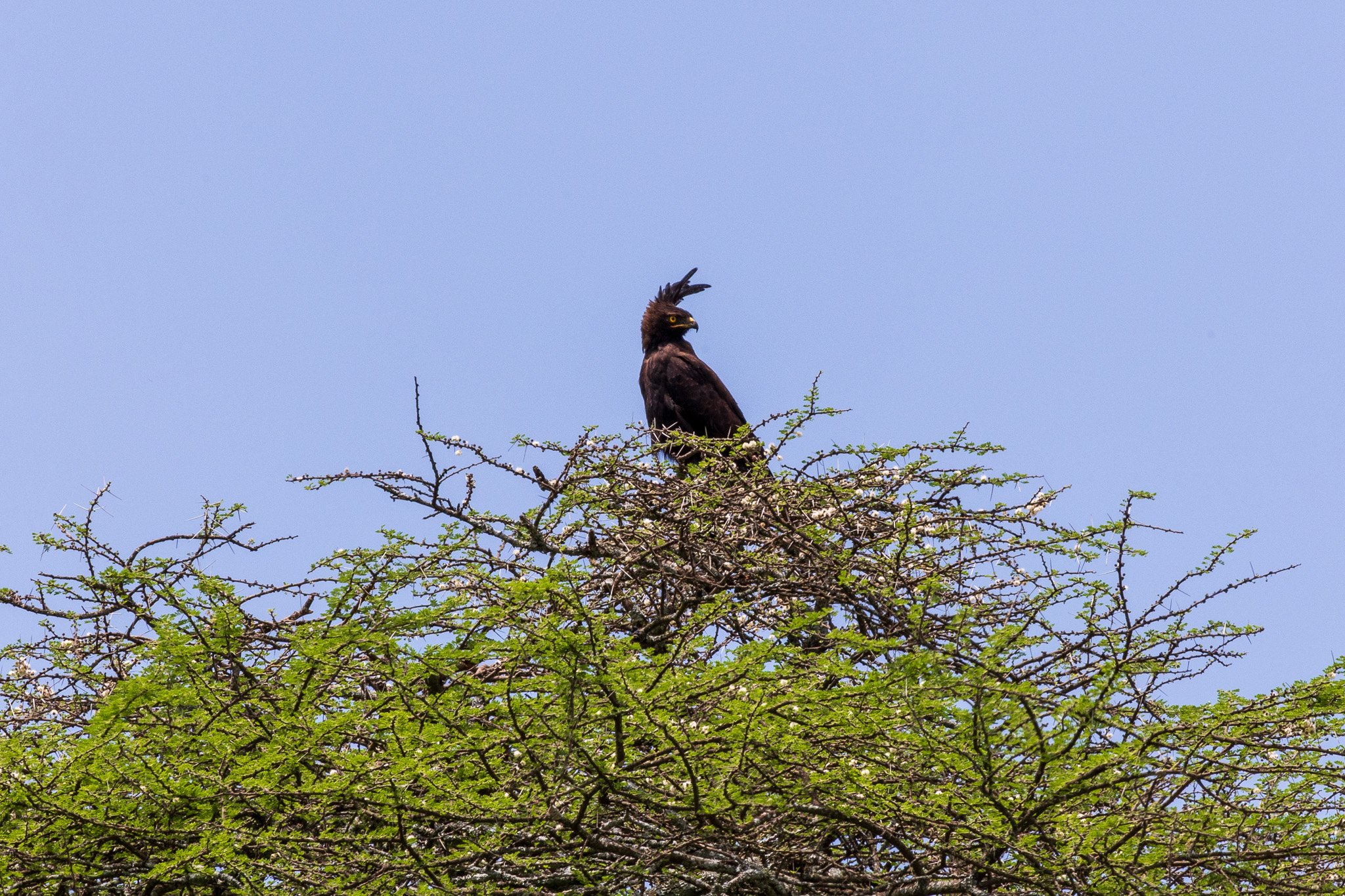 tanz20feb24serengeti144.jpg