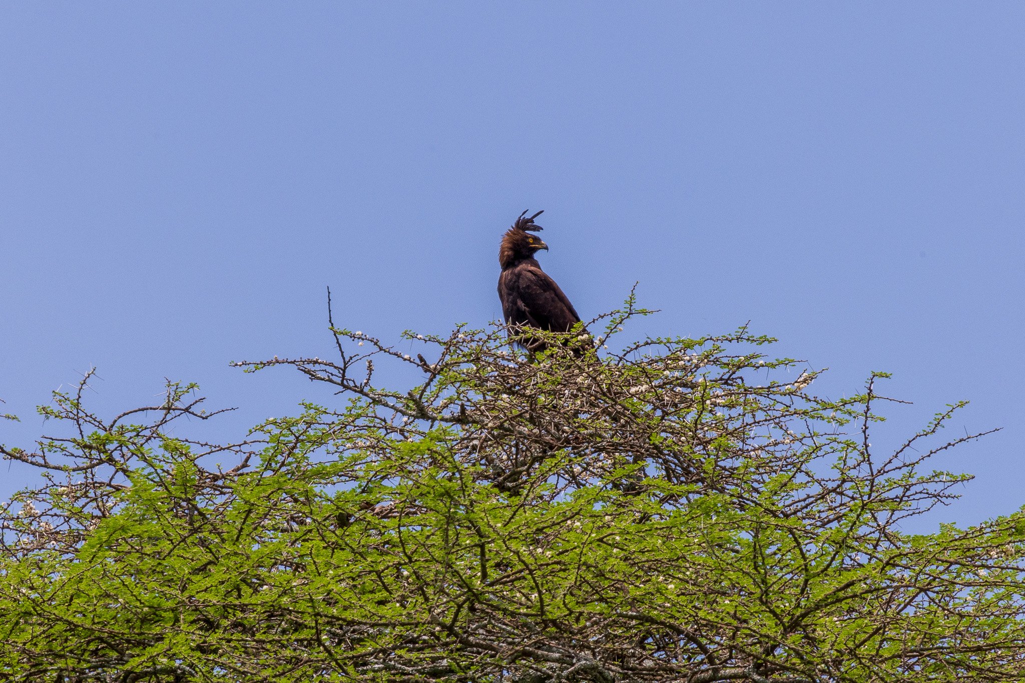 tanz20feb24serengeti145.jpg