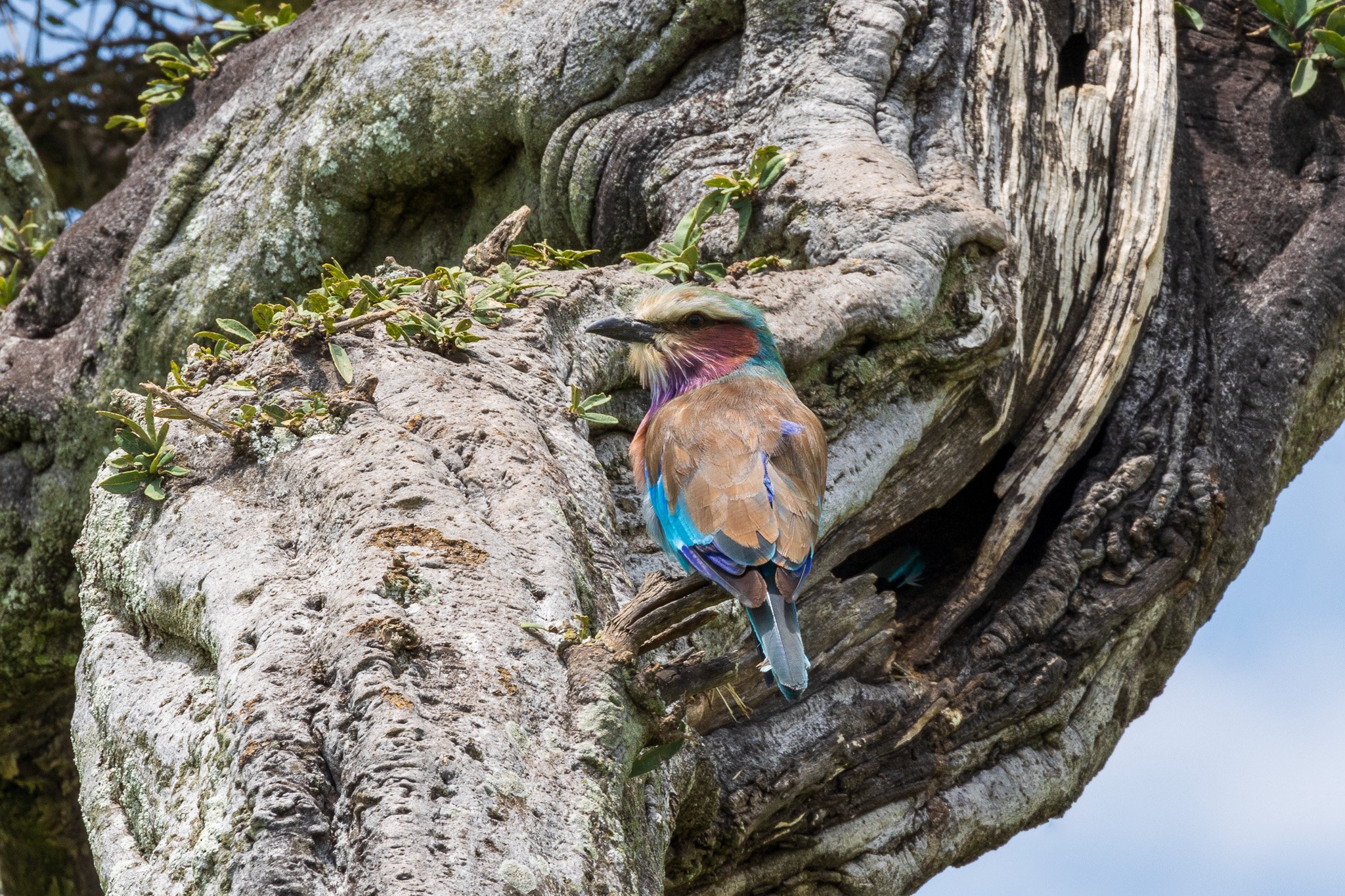 tanz20feb24serengeti150.jpg