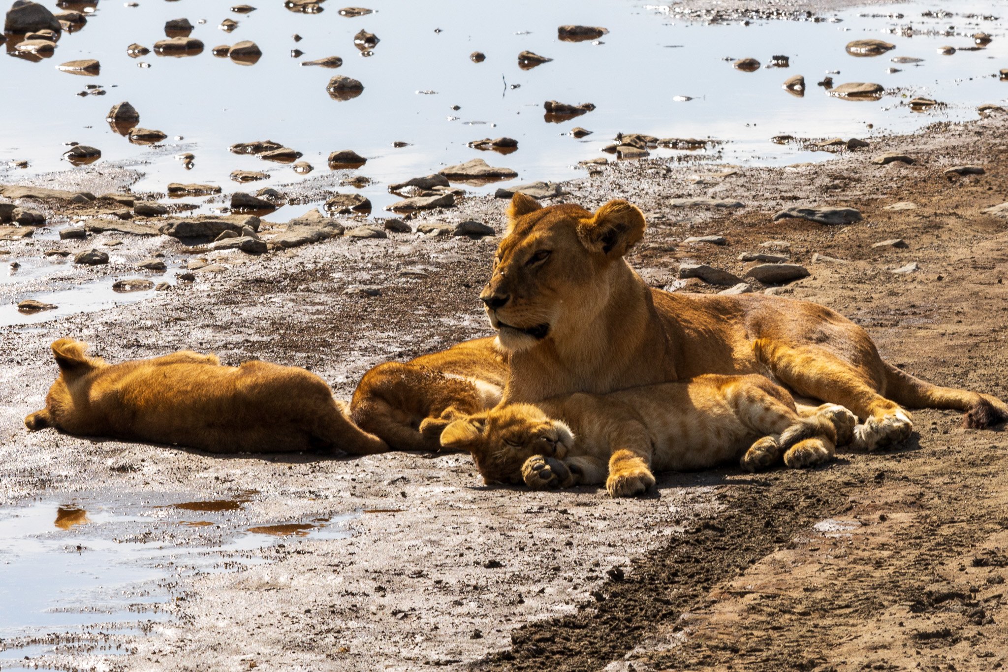 tanz20feb24serengeti159.jpg