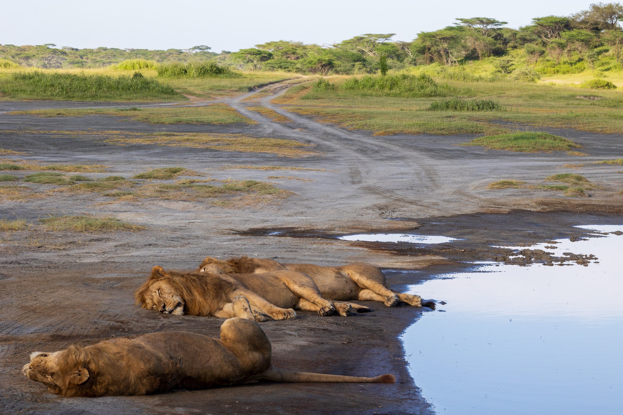 tanz20feb24serengeti161.jpg