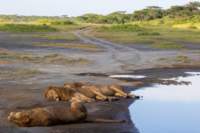 tanz20feb24serengeti161_small.jpg