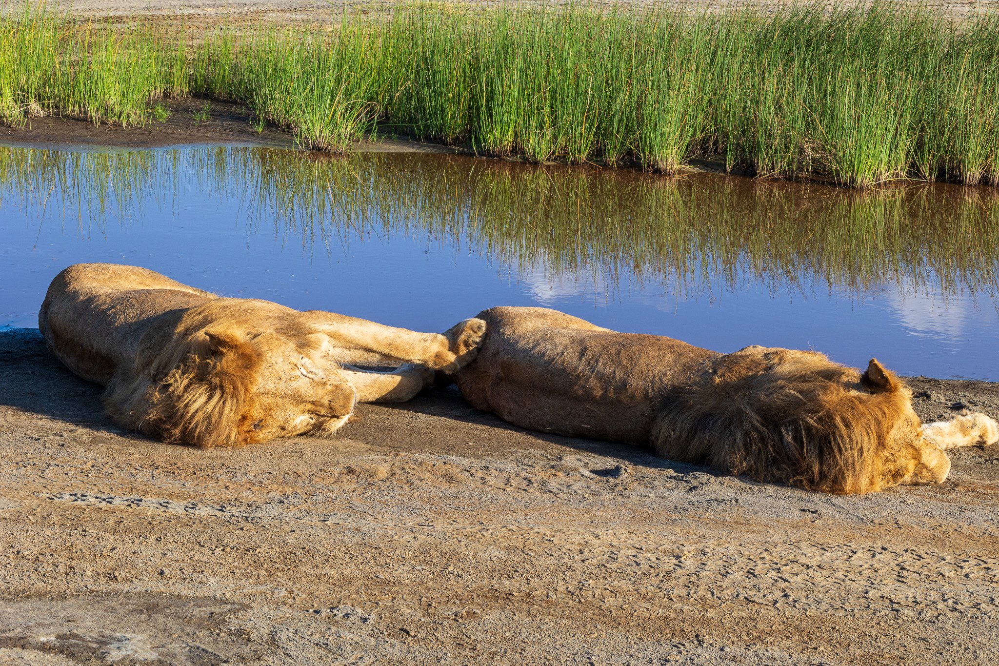 tanz20feb24serengeti165.jpg