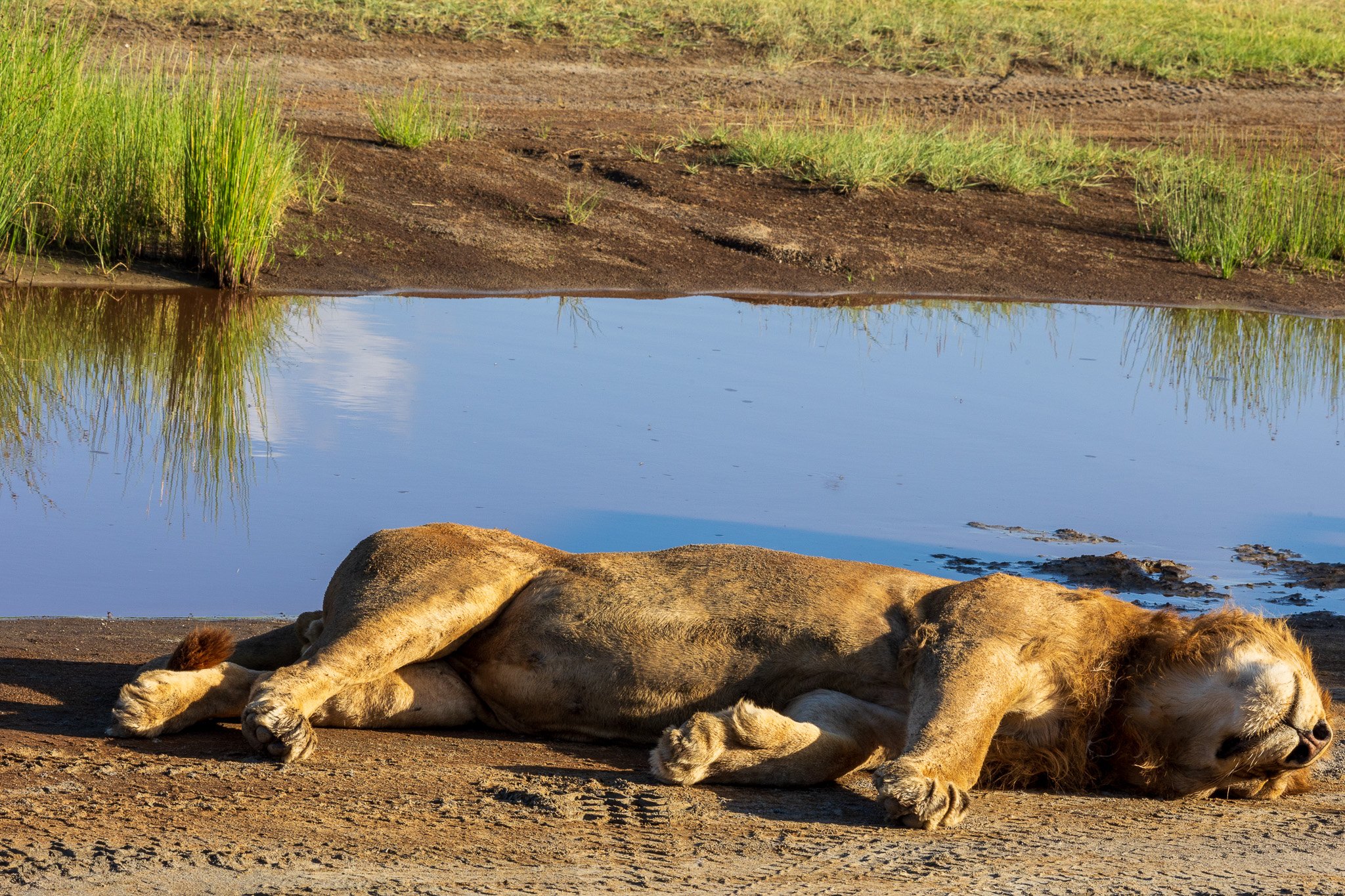 tanz20feb24serengeti166.jpg